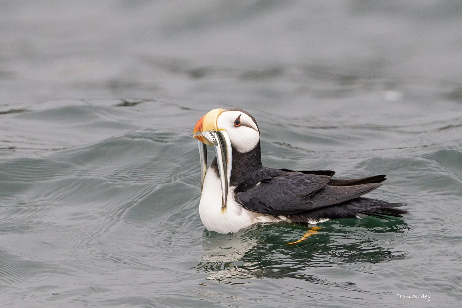 A puffin in the water holding a fish in its beak.