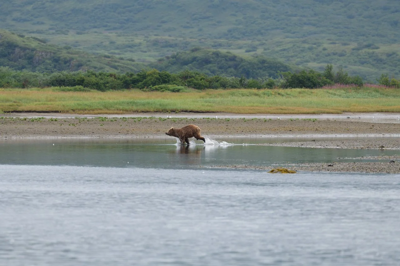 A bear walking through shallow water in a natural landscape with grassy fields and hills in the background.