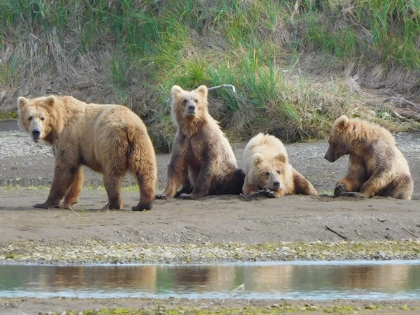 Five brown bears on a riverbank with grass in the background.