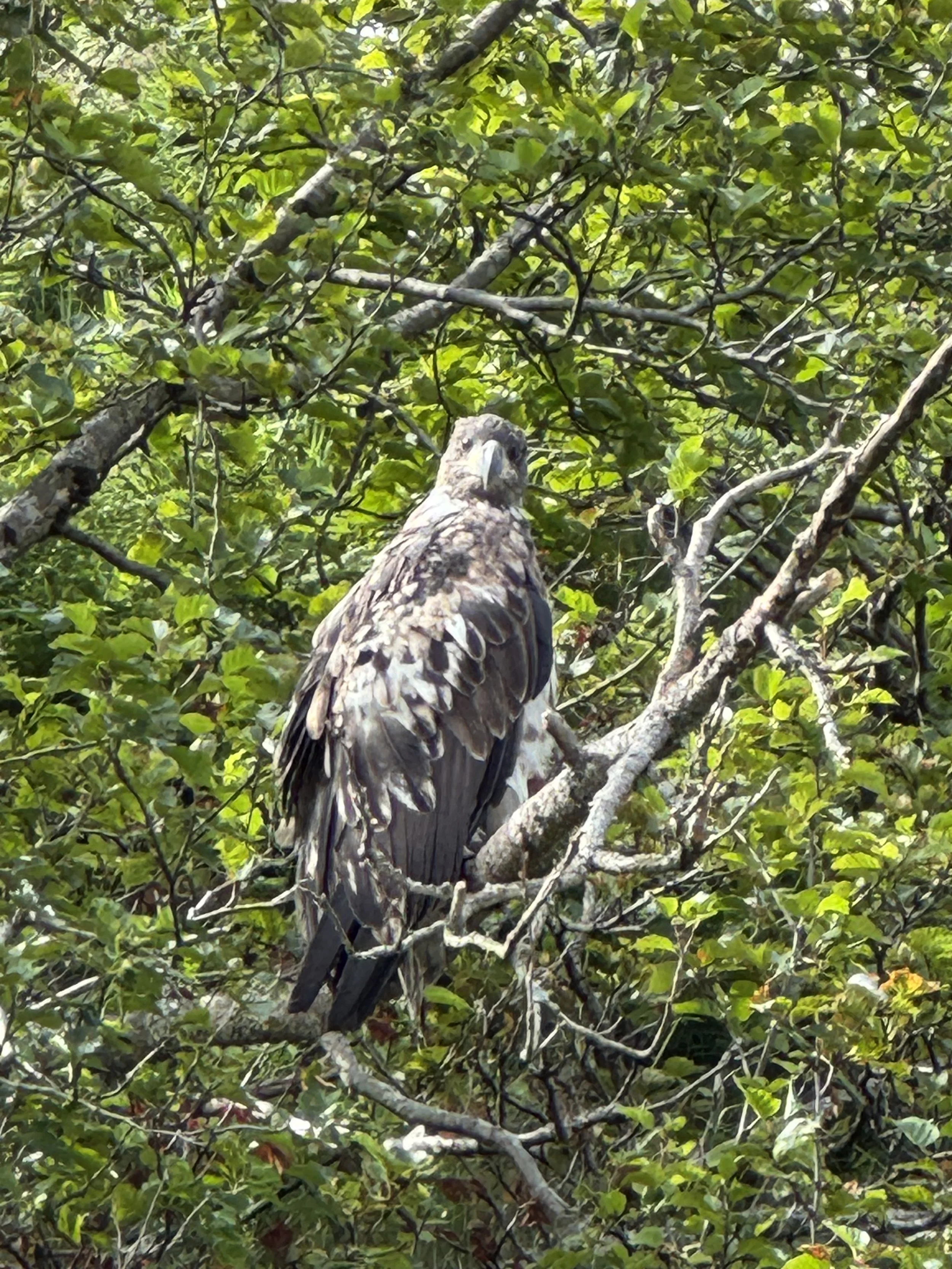 Photo taken from a low angle looking up at a tree with dense green leaves and multiple branches. A large bird, possibly a hawk or eagle, is perched on a branch near the center of the image, blending into the natural landscape.