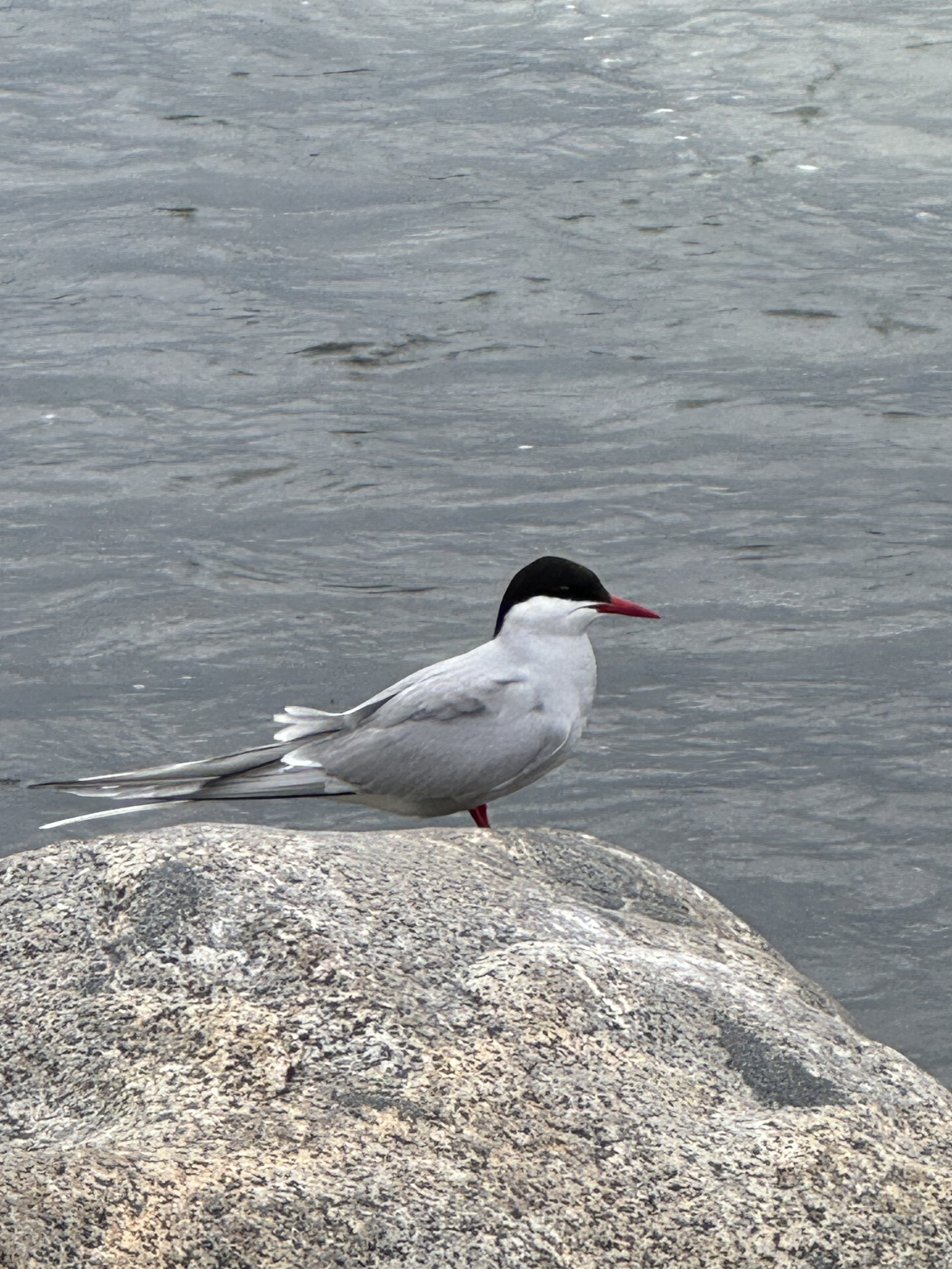 A bird, possibly a seagull, resting on a rock by the water