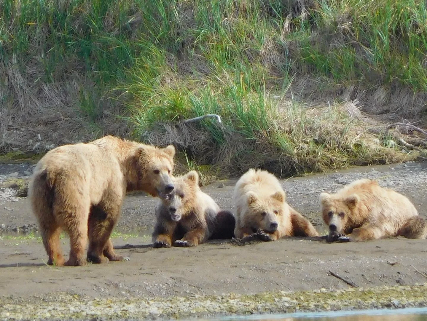 Five bears, four cubs and one adult, resting near a grassy area with muddy ground.