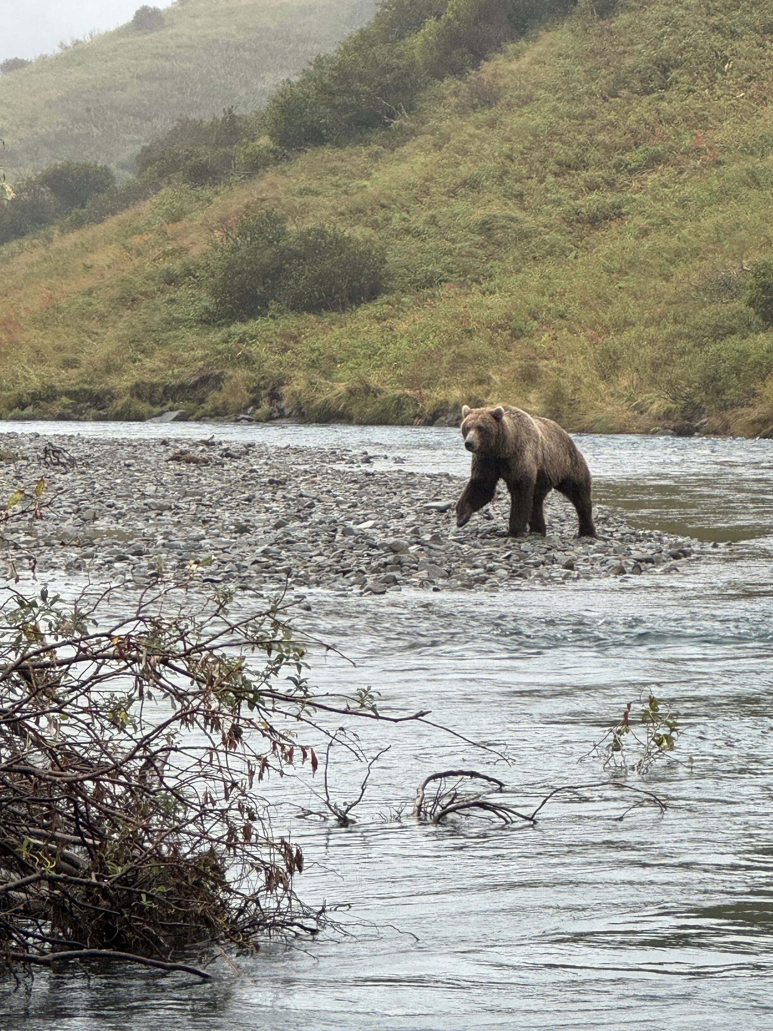 A bear walking in a shallow river with a rocky riverbed, surrounded by green hills with dense foliage, some branches in the foreground.