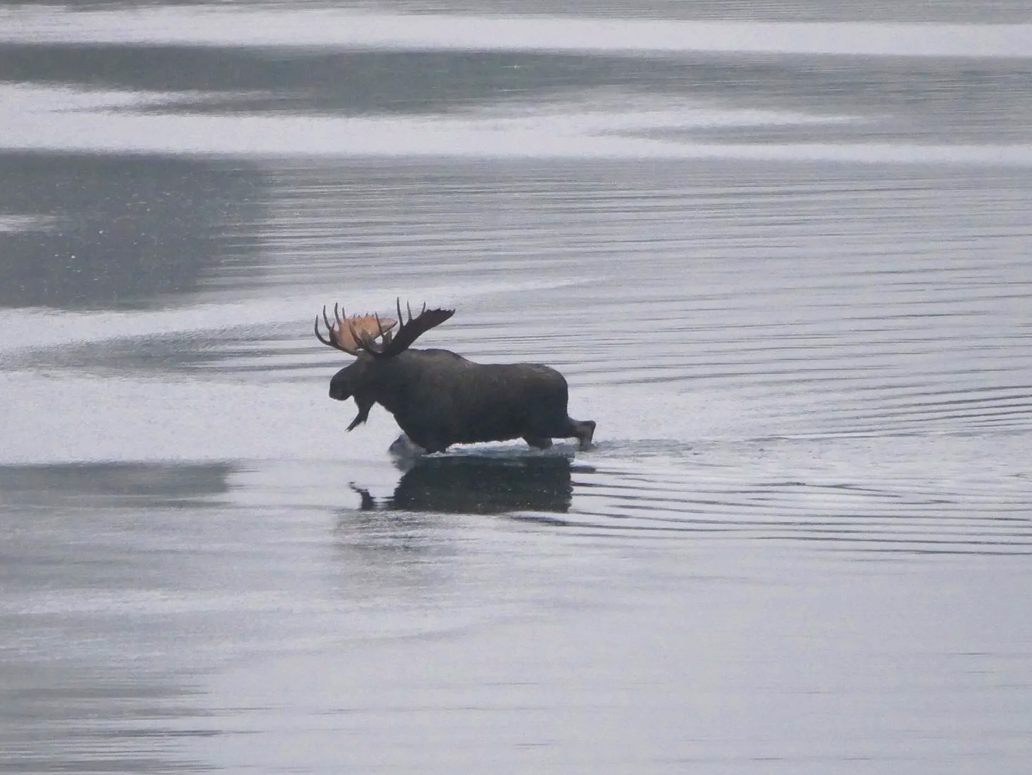 A moose walking through a body of water with its large antlers visible, creating ripples in the water around it.