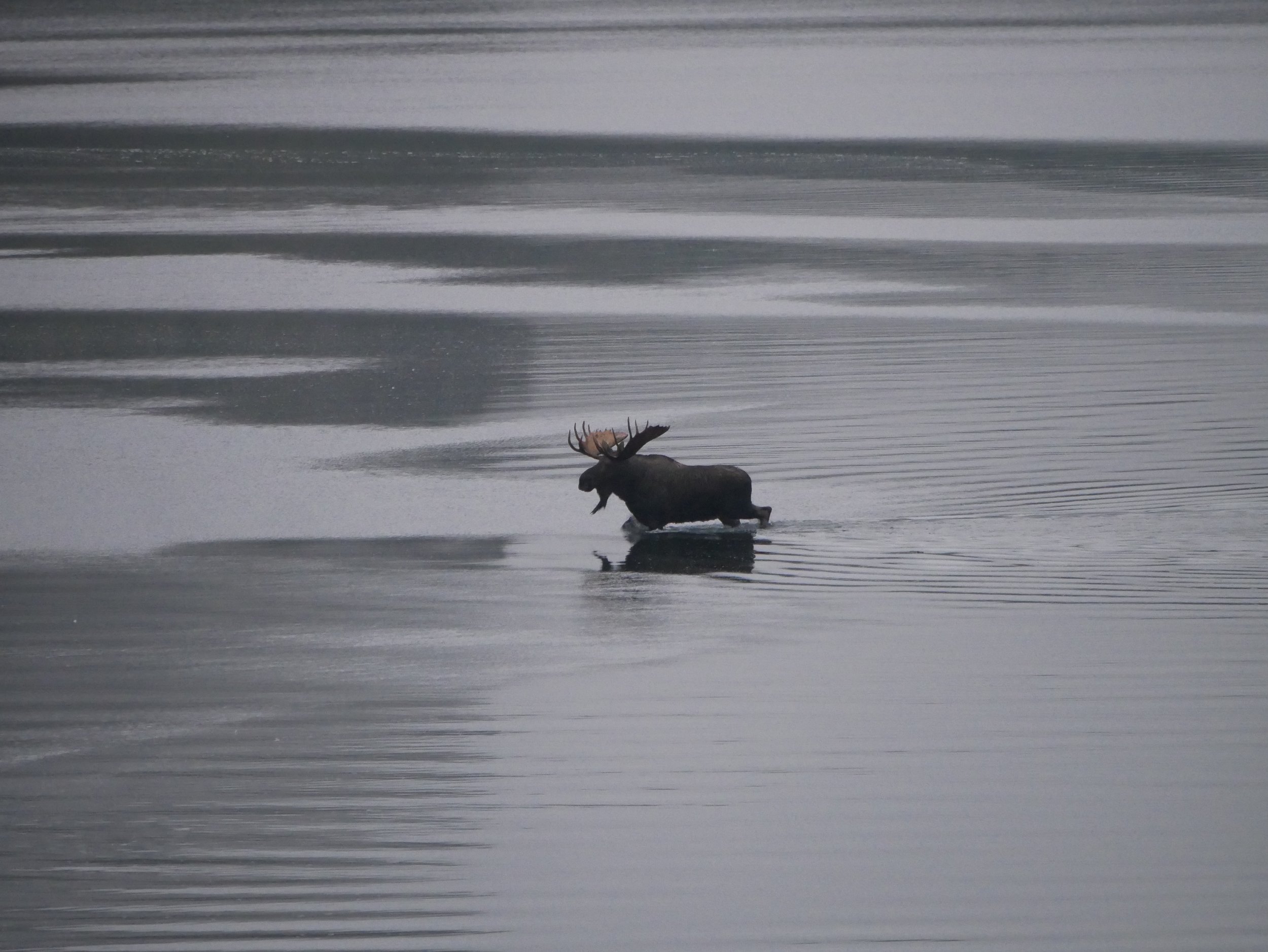A moose walking through shallow water in a mythic, surreal landscape with horizontal streaks of water and sky, creating an abstract, painterly effect.