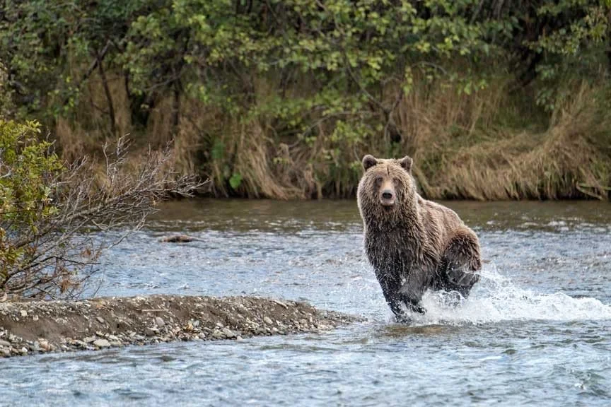 A bear standing in a river surrounded by trees.