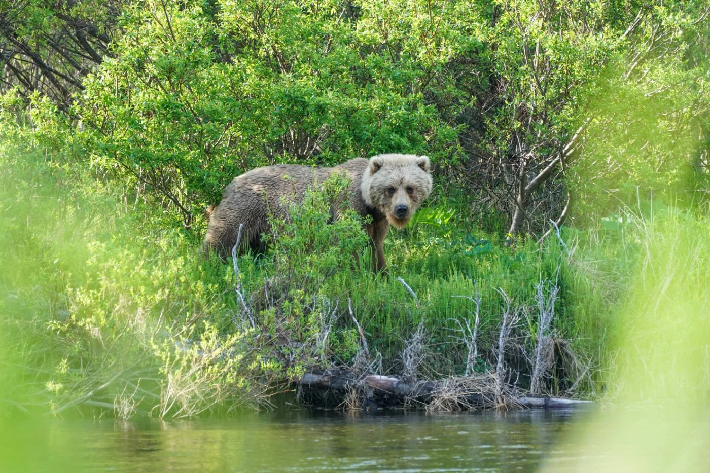 A bear standing among green bushes and trees near a water body in a forest.