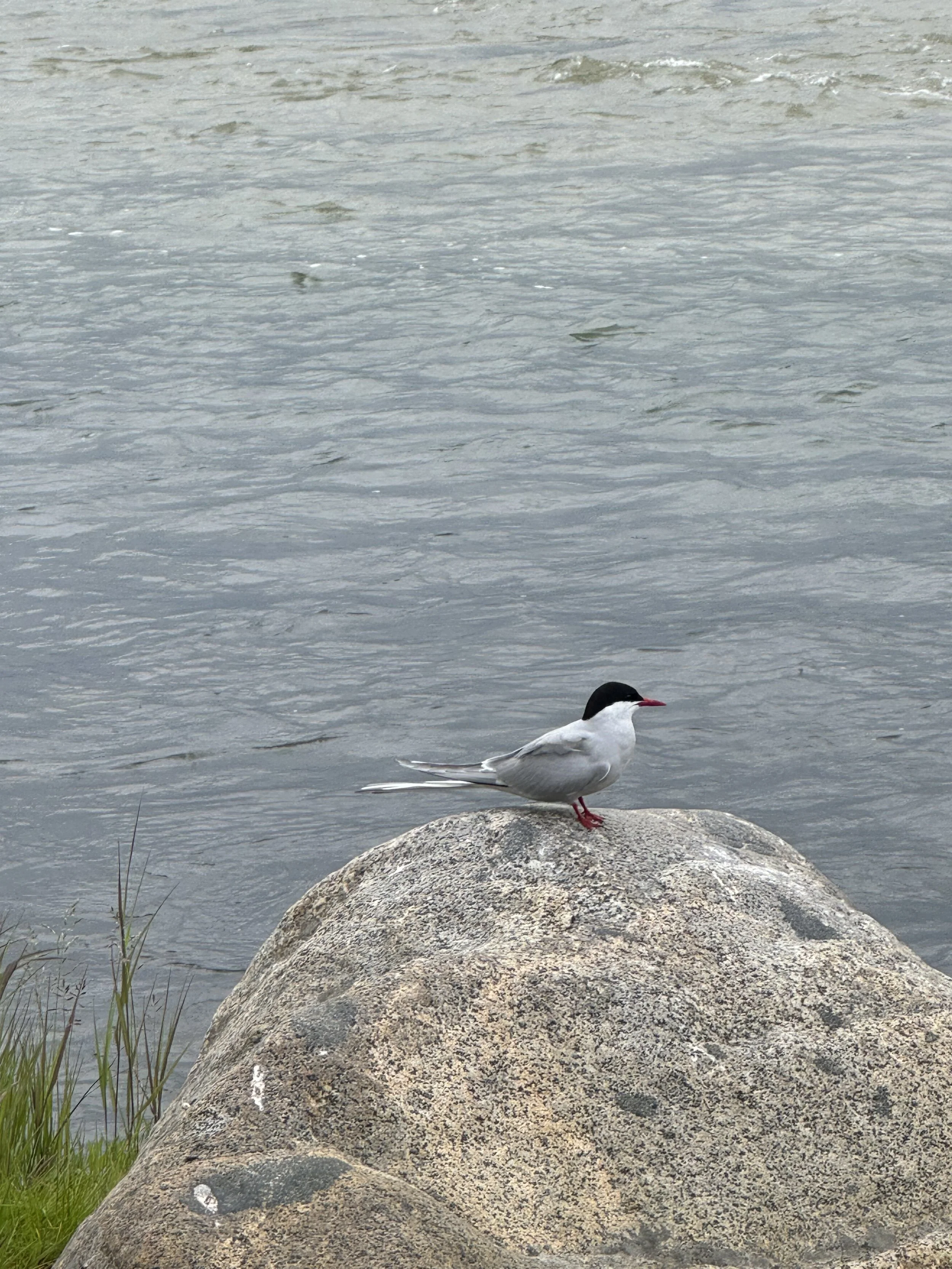 A bird with a black cap, white body, and red beak standing on a large rock near the water's edge, with water and shoreline in the background.