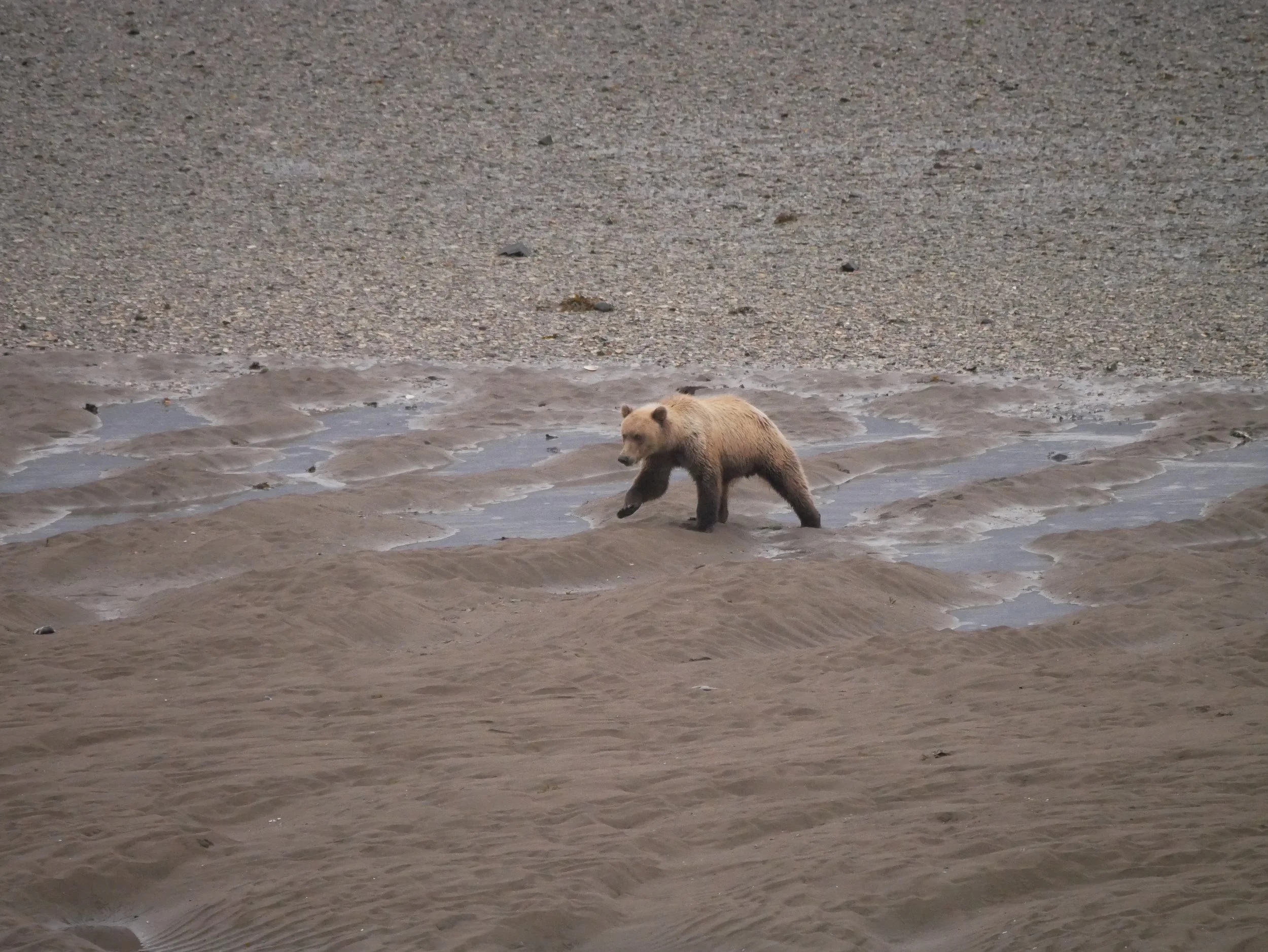 A bear walking along a muddy shoreline with water and sand, with a large gravel wall in the background.