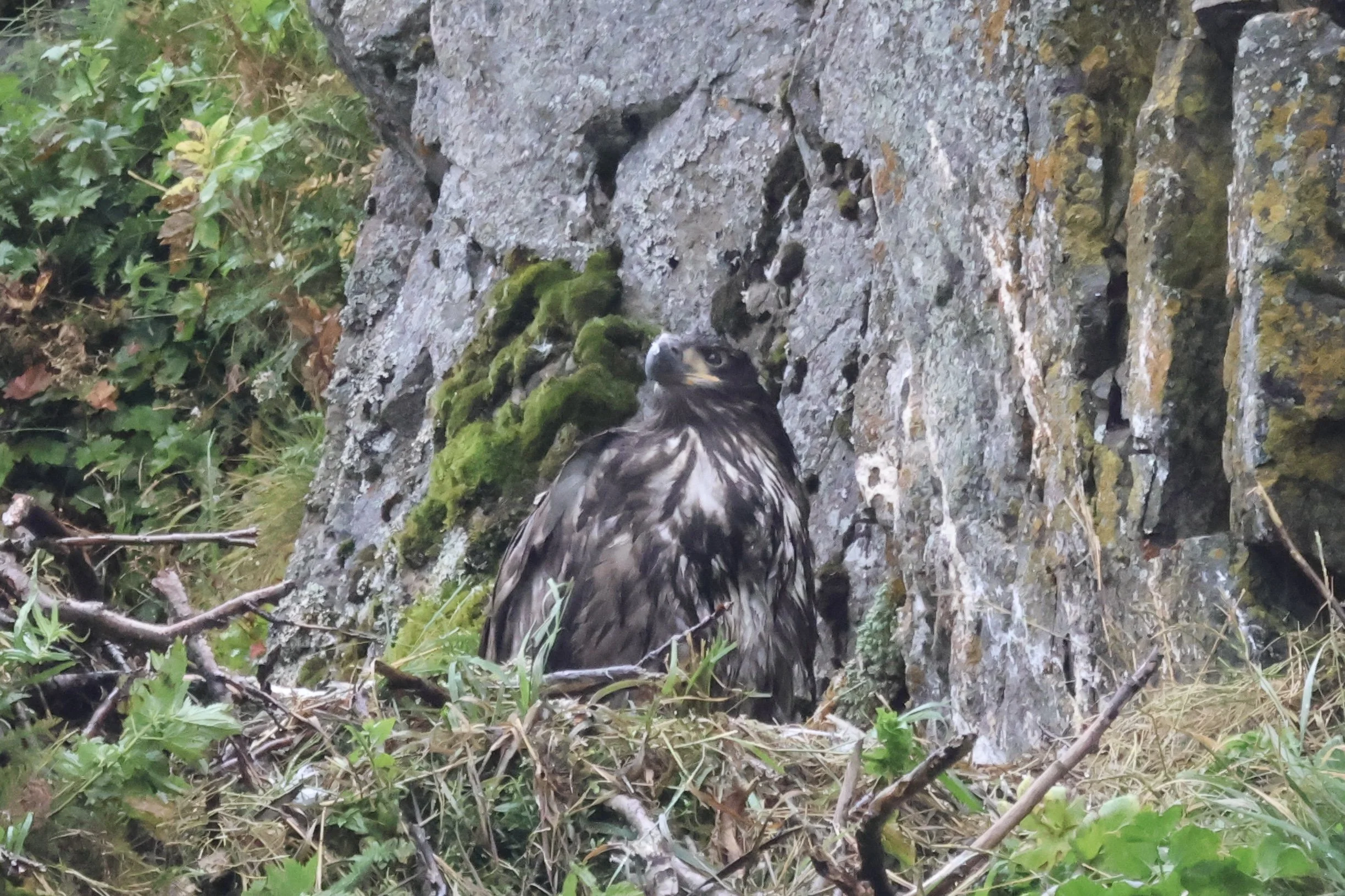 A bird of prey, possibly a hawk or falcon, perched on a moss-covered tree trunk surrounded by green foliage and branches.