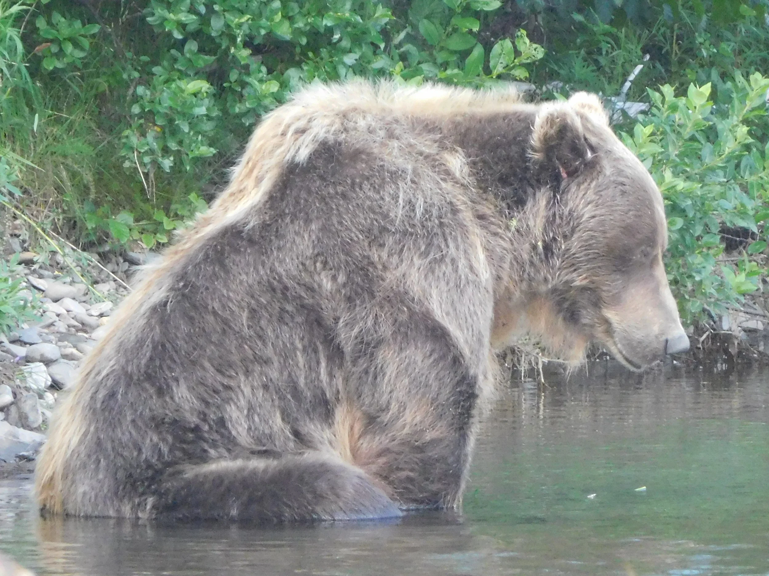 A bear standing in a shallow body of water, surrounded by green foliage.