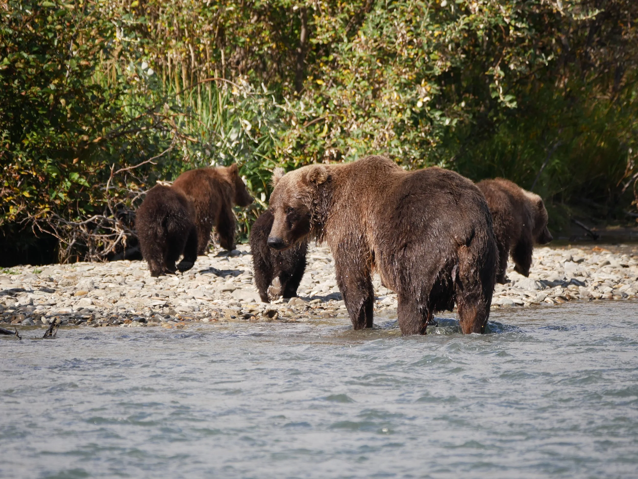 Five bears wading in a river with a bed of stones, surrounded by green dense foliage.