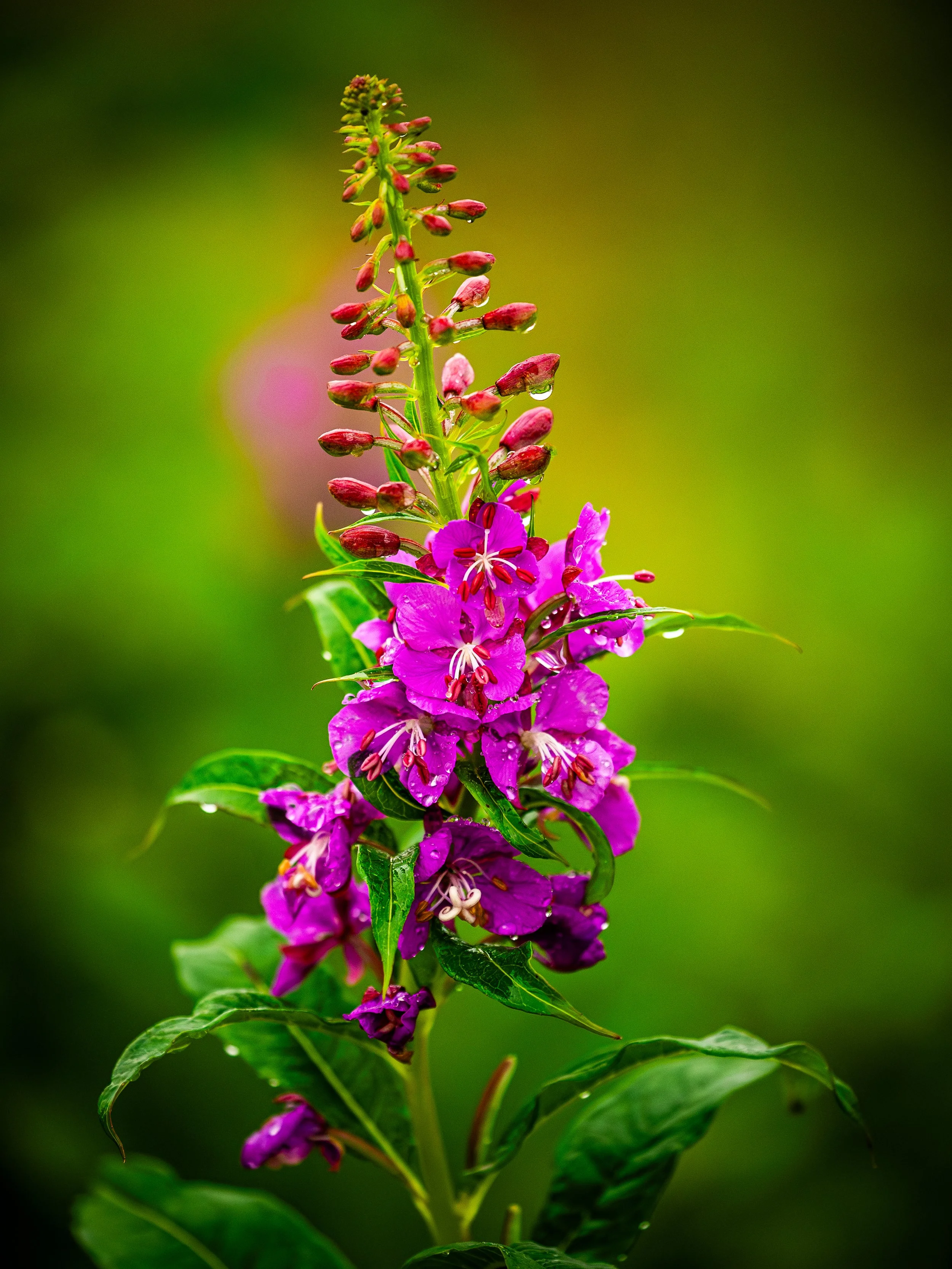 A tall plant with pink and purple flowers and green leaves, with raindrops on some flower buds and petals, against a blurred green background.