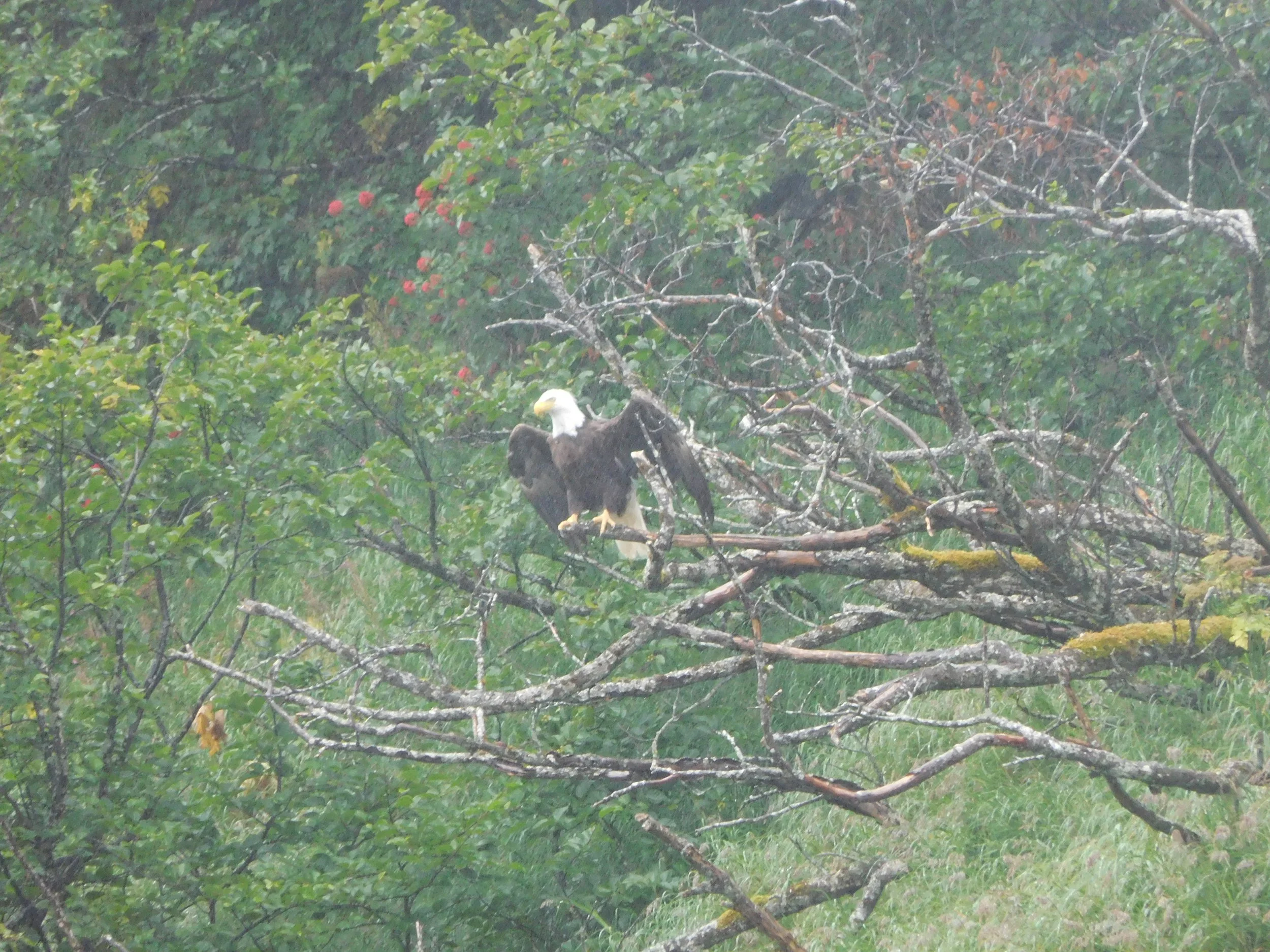 An eagle is perched on a tree branch in a forested setting, surrounded by green foliage and small red berries.