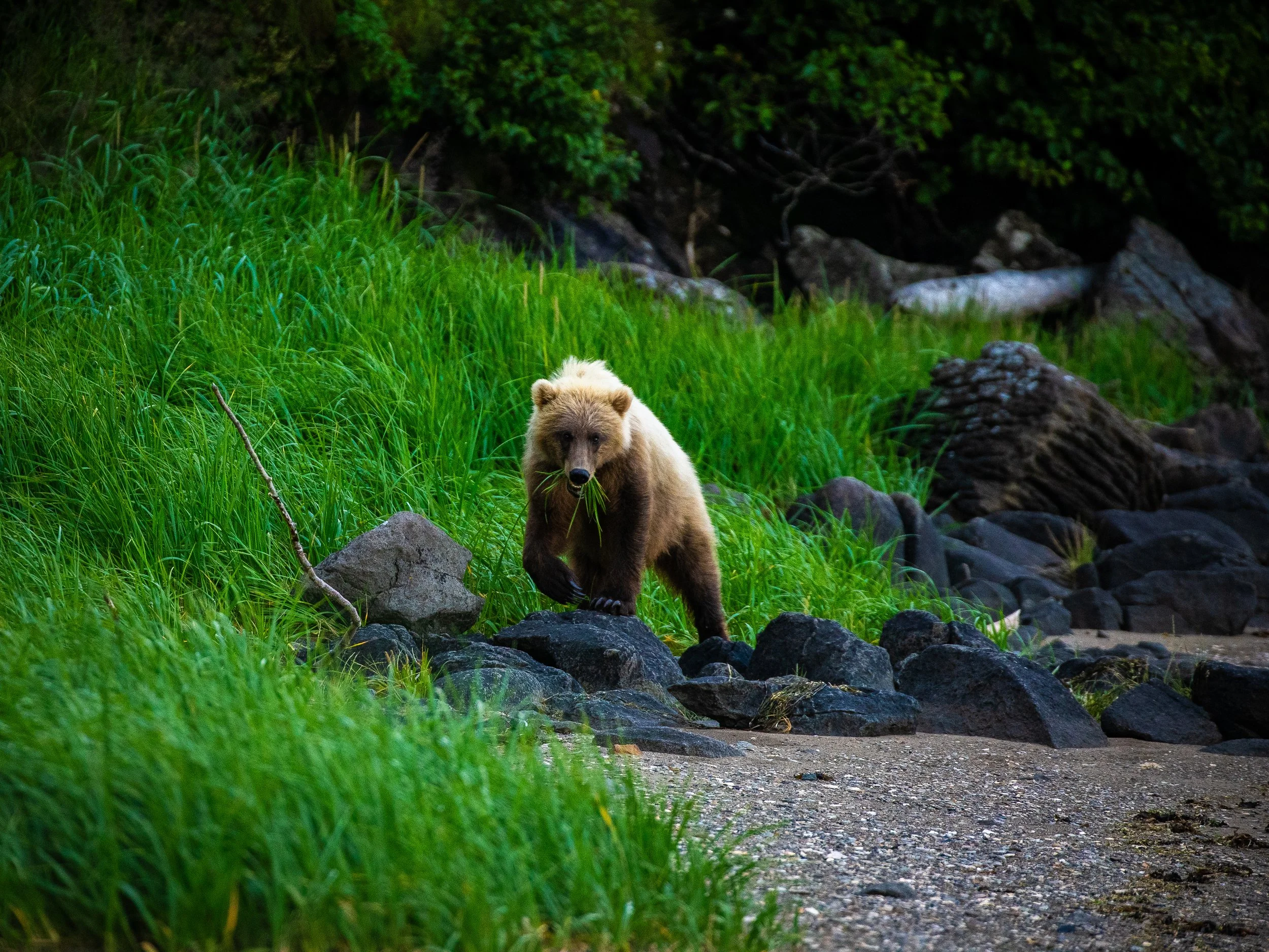 A bear walking through a lush green grassy area with rocks and a small stream at the bottom, surrounded by dense trees and vegetation.
