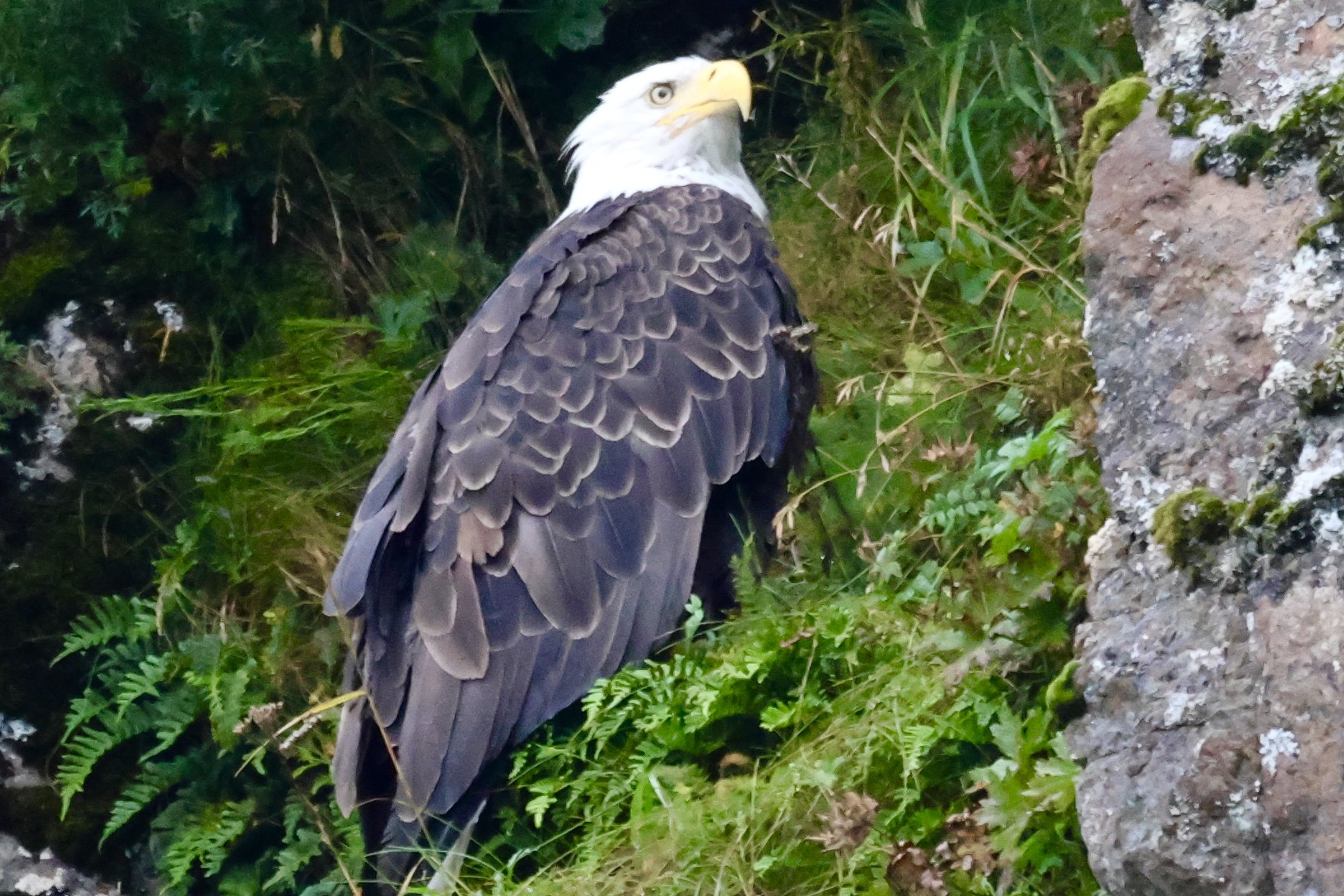 An adult bald eagle with white head and dark body perched among green foliage next to a tree trunk.