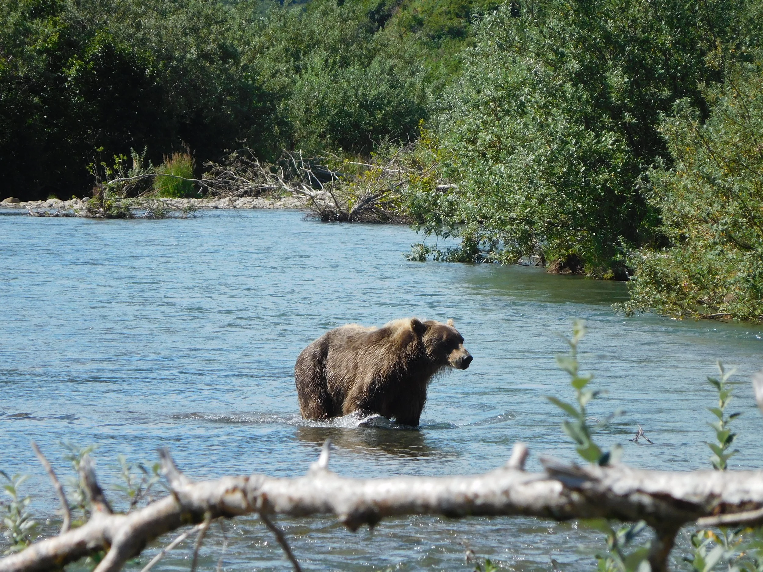A bear standing in a river near the shore, surrounded by dense green trees and bushes.