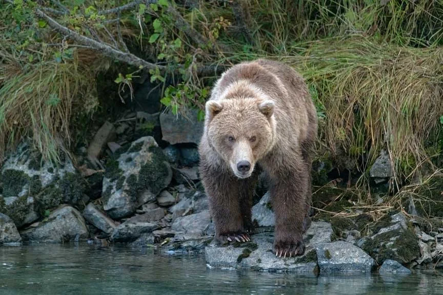 A brown bear standing on rocks near a riverbank surrounded by grass and foliage.