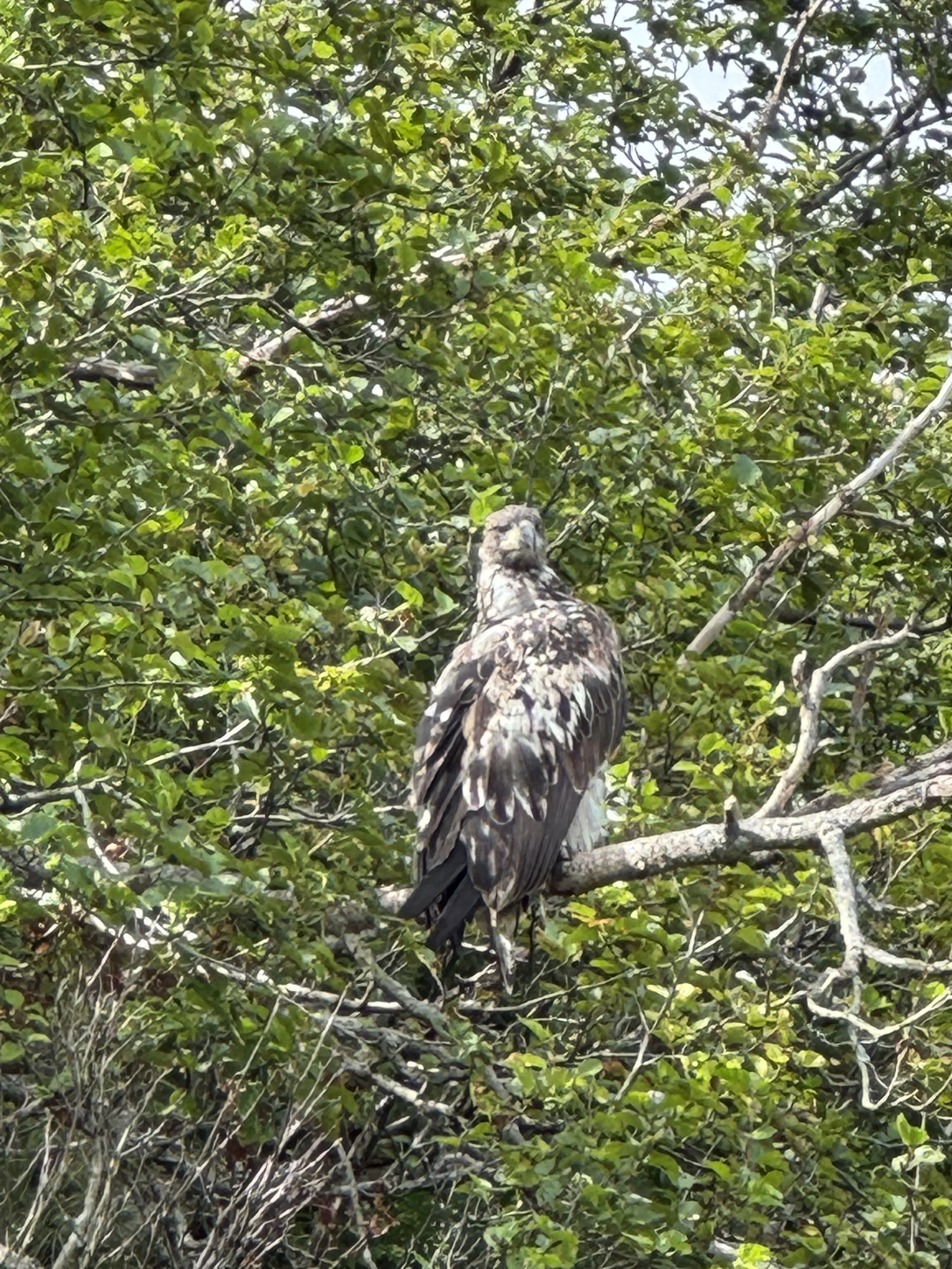 A bird perched on a tree branch amidst green leaves and branches.