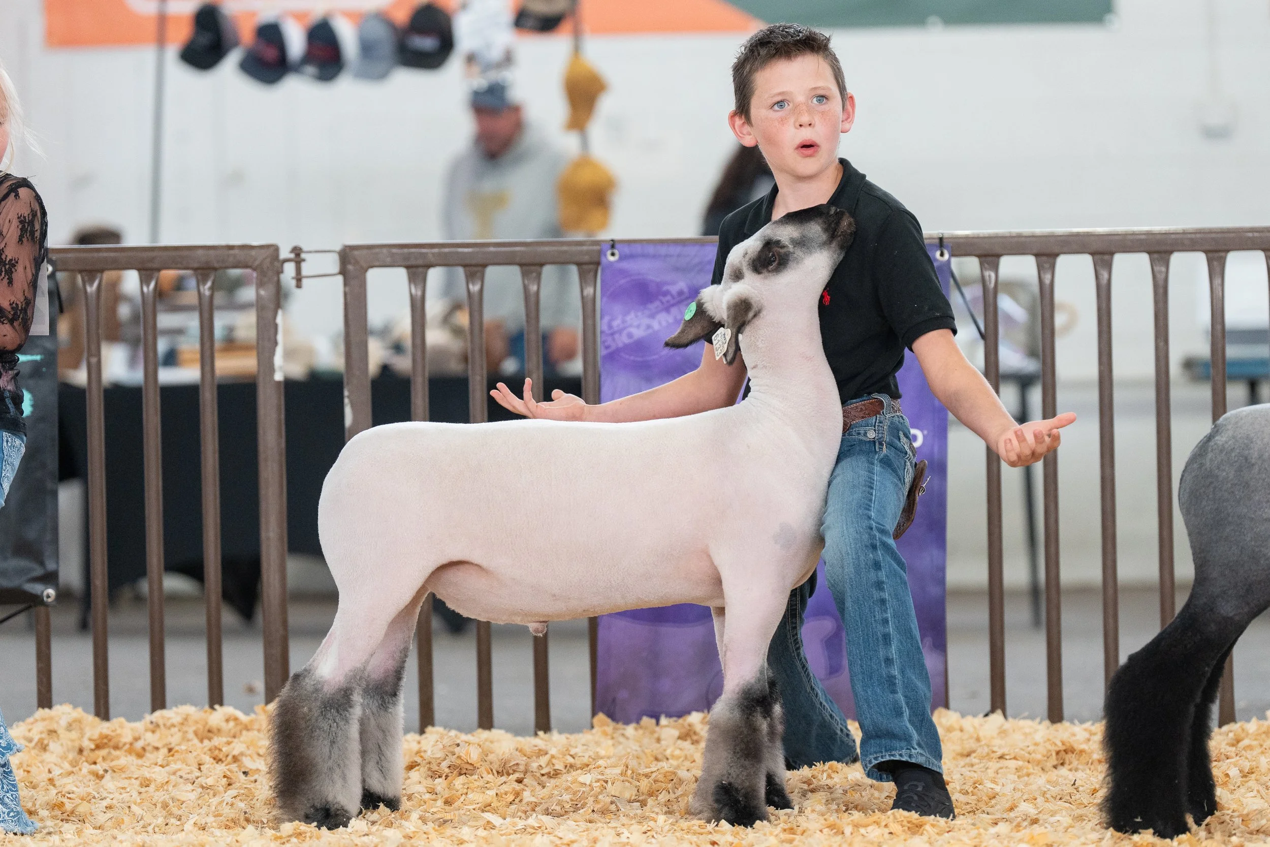 A young boy with blue eyes and freckles herding a sheep at a livestock event, with wood shavings on the ground and metal gates in the background.
