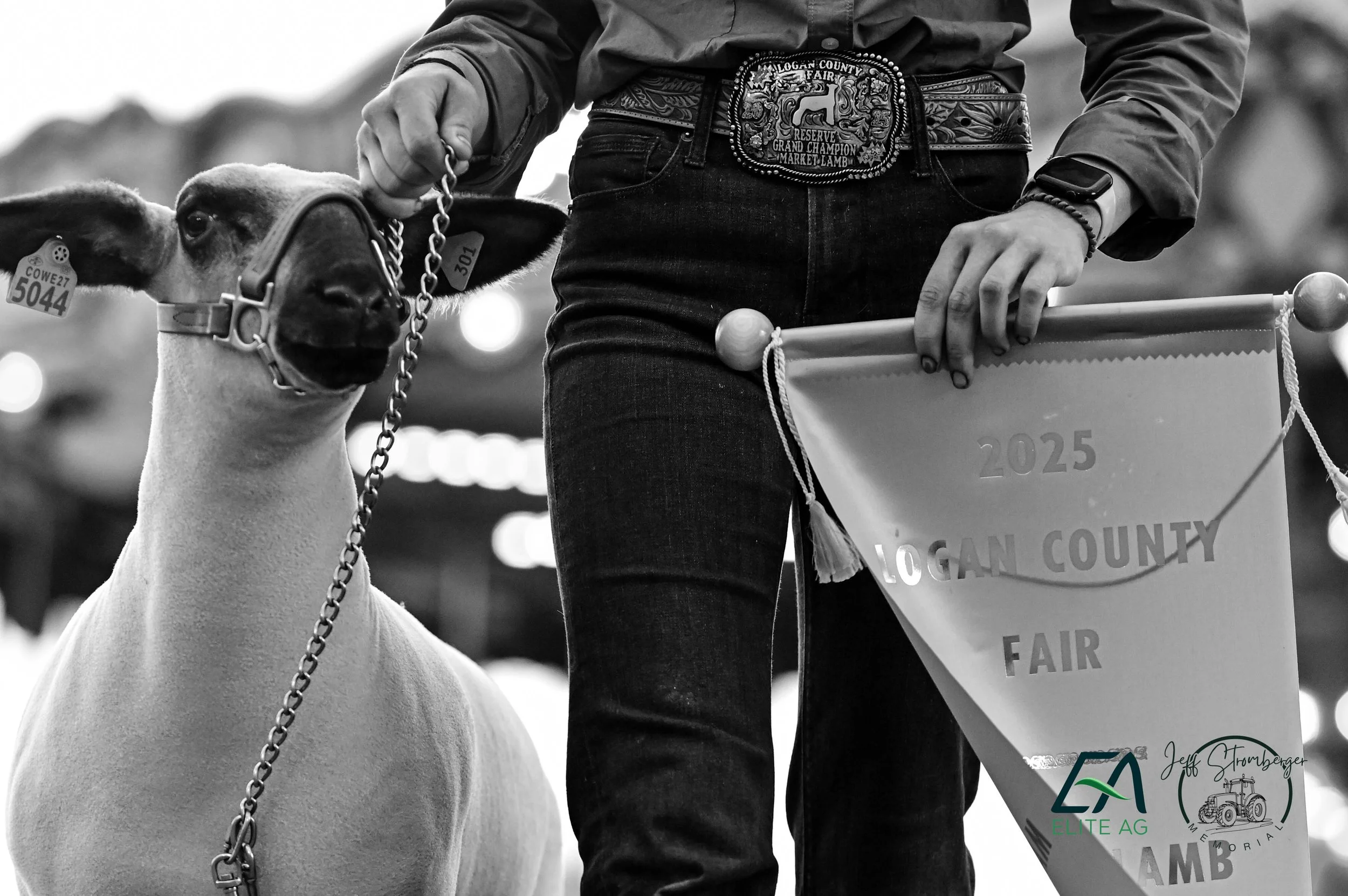 Fair Fun Mini Session Experience