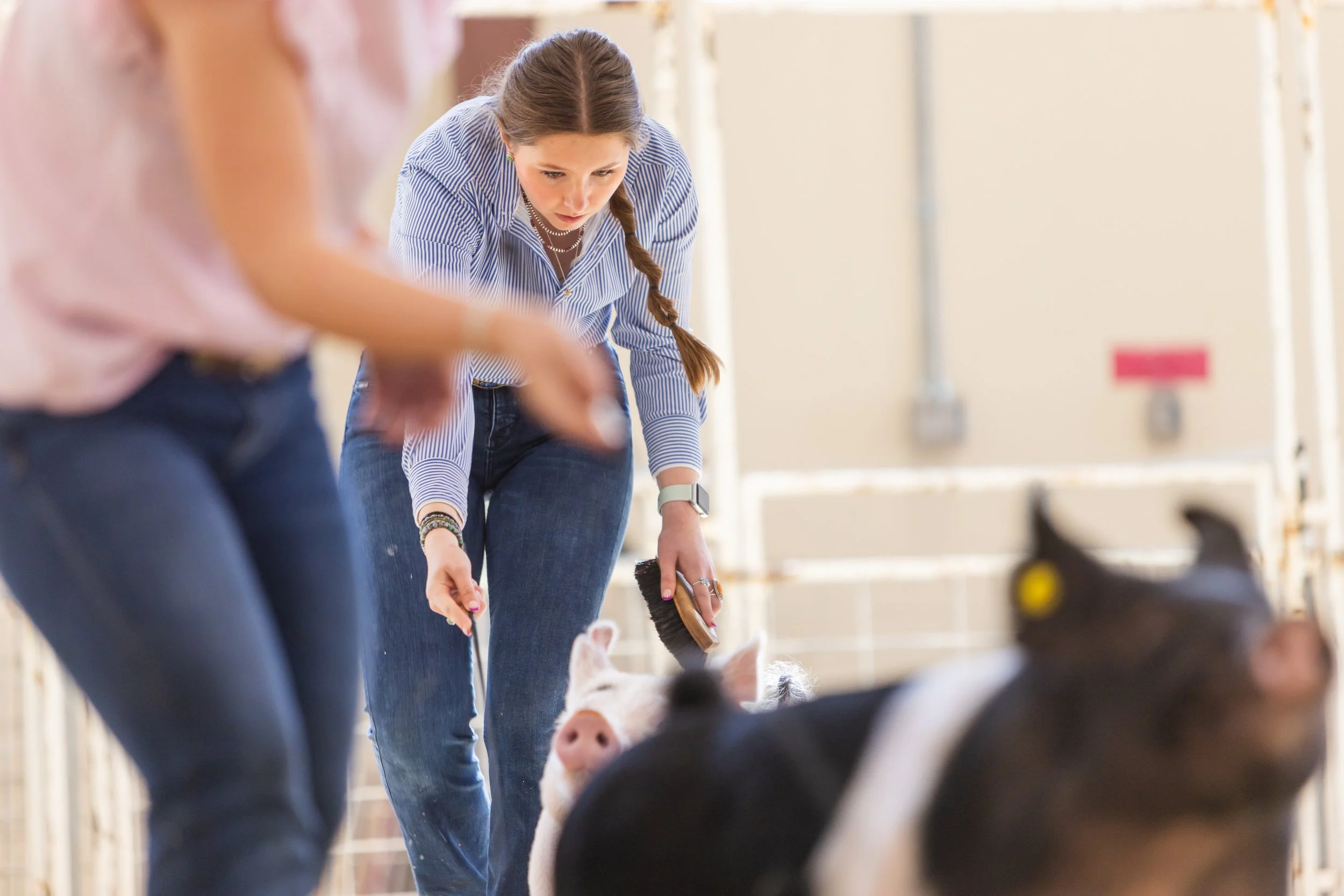 A young woman with long braided hair and wearing a striped shirt is helping a piglet with a brush in a barn or animal pen, surrounded by other animals and people.
