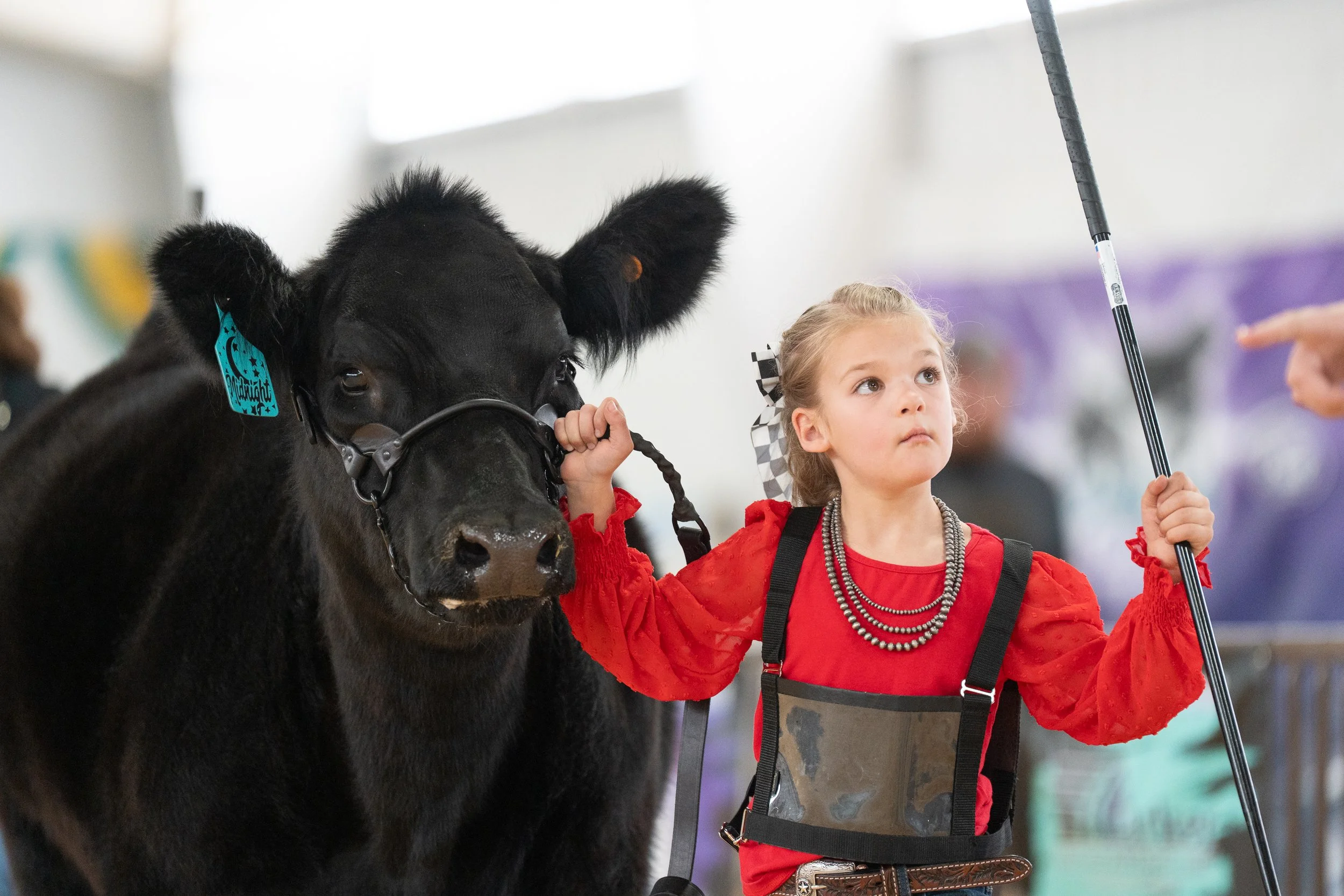BTH26_5.9_Cattle_RS_KAK04388.jpg