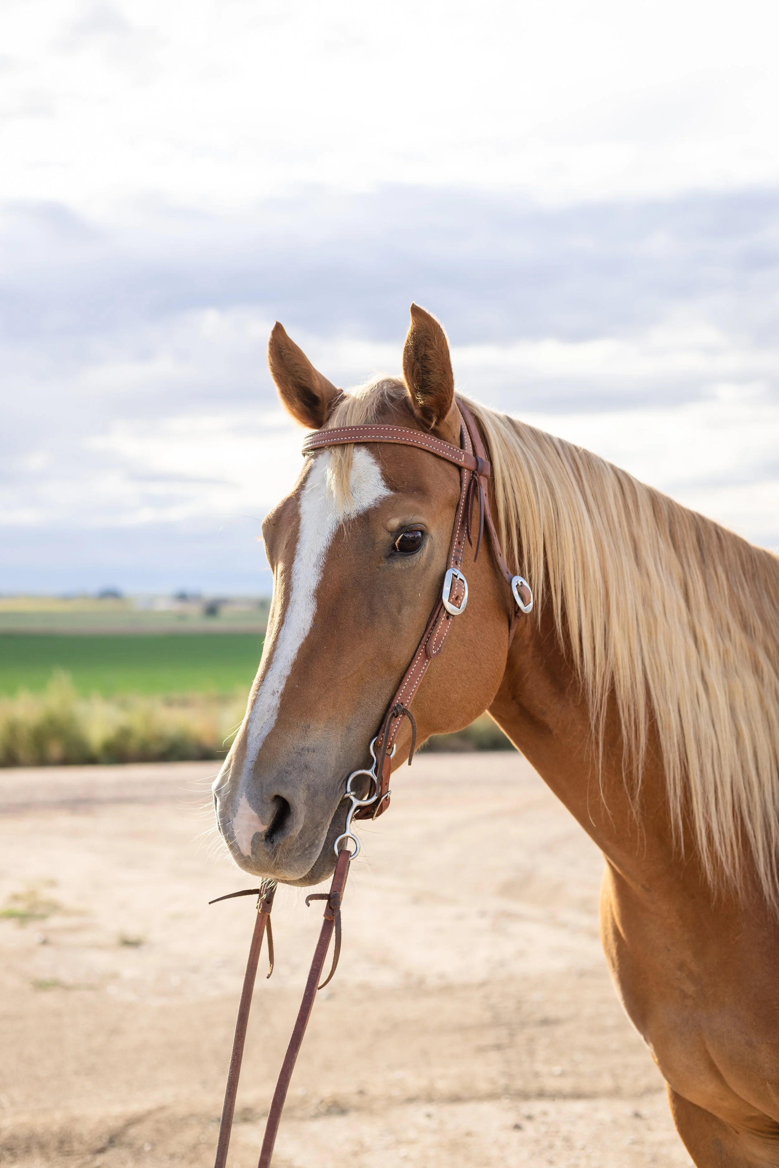 Honey25_BMR-0880.jpg