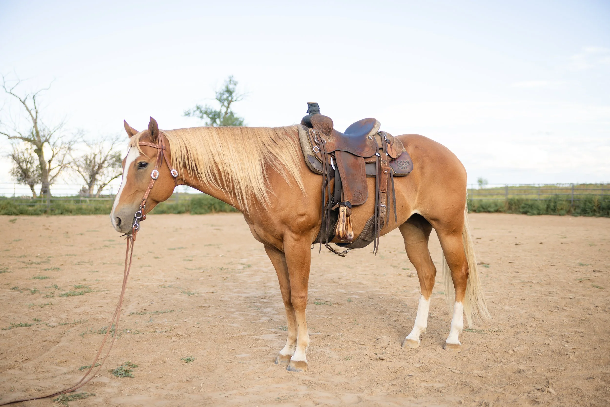 Honey25_BMR-0942.jpg