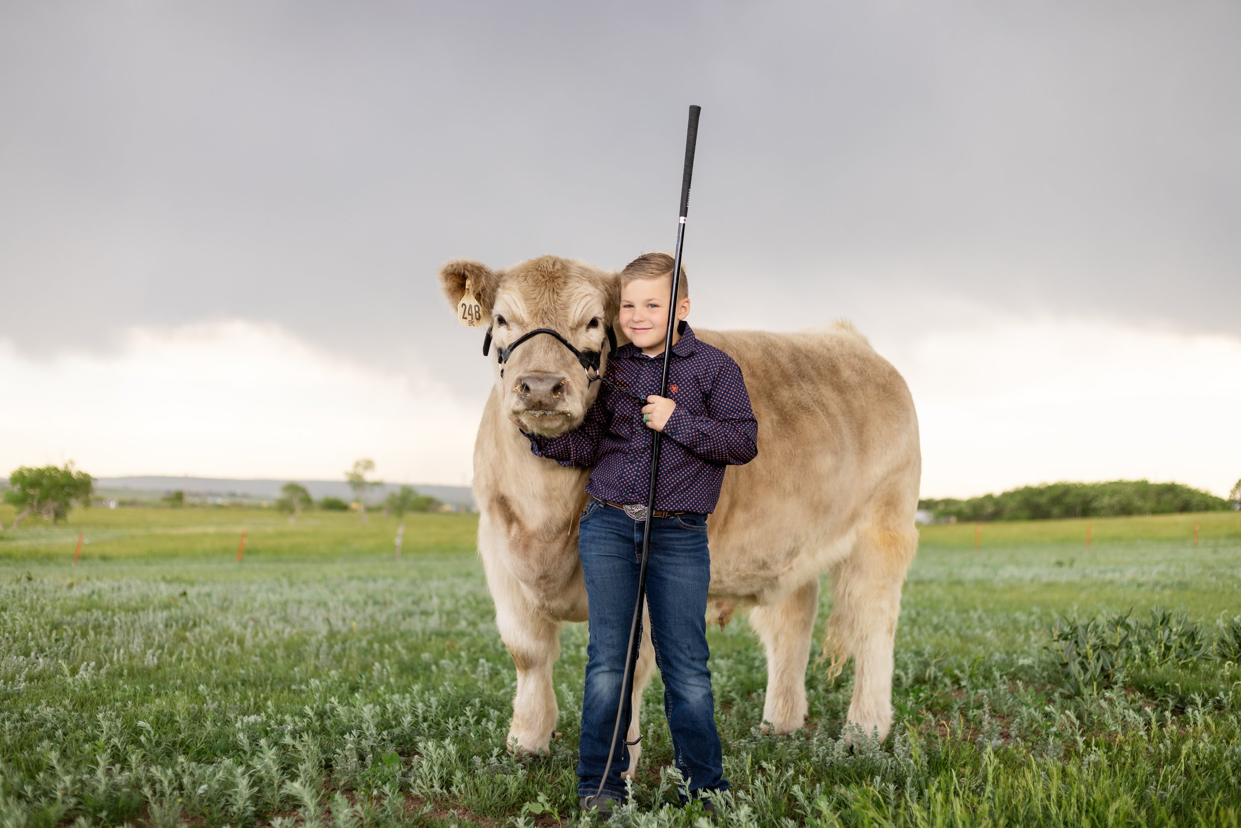 A young boy standing in a field holding a golf club, smiling next to a large, light-colored cow with a tag in its ear.