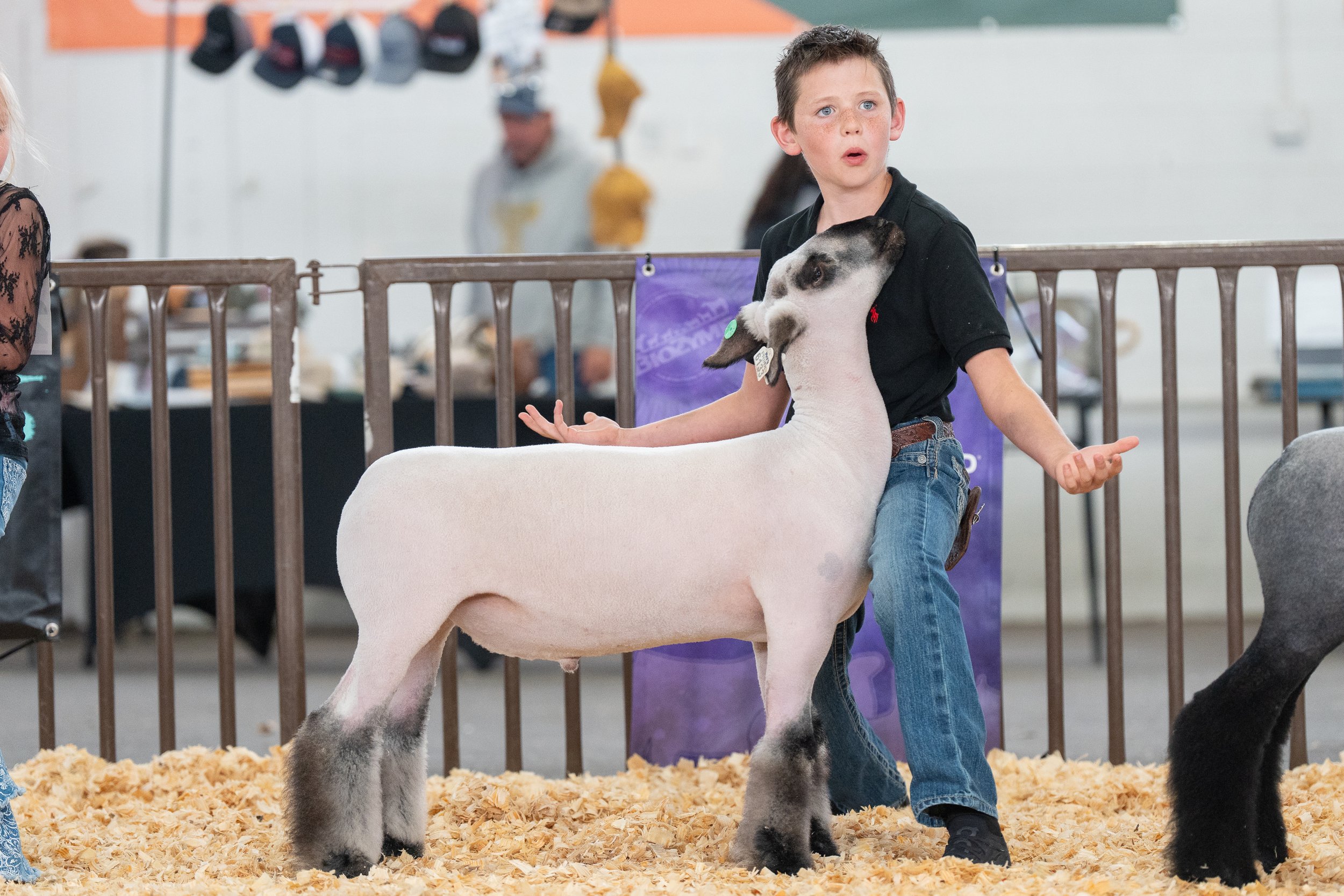 BTH26_5.10_Sheep_RS_KAK05524.jpg