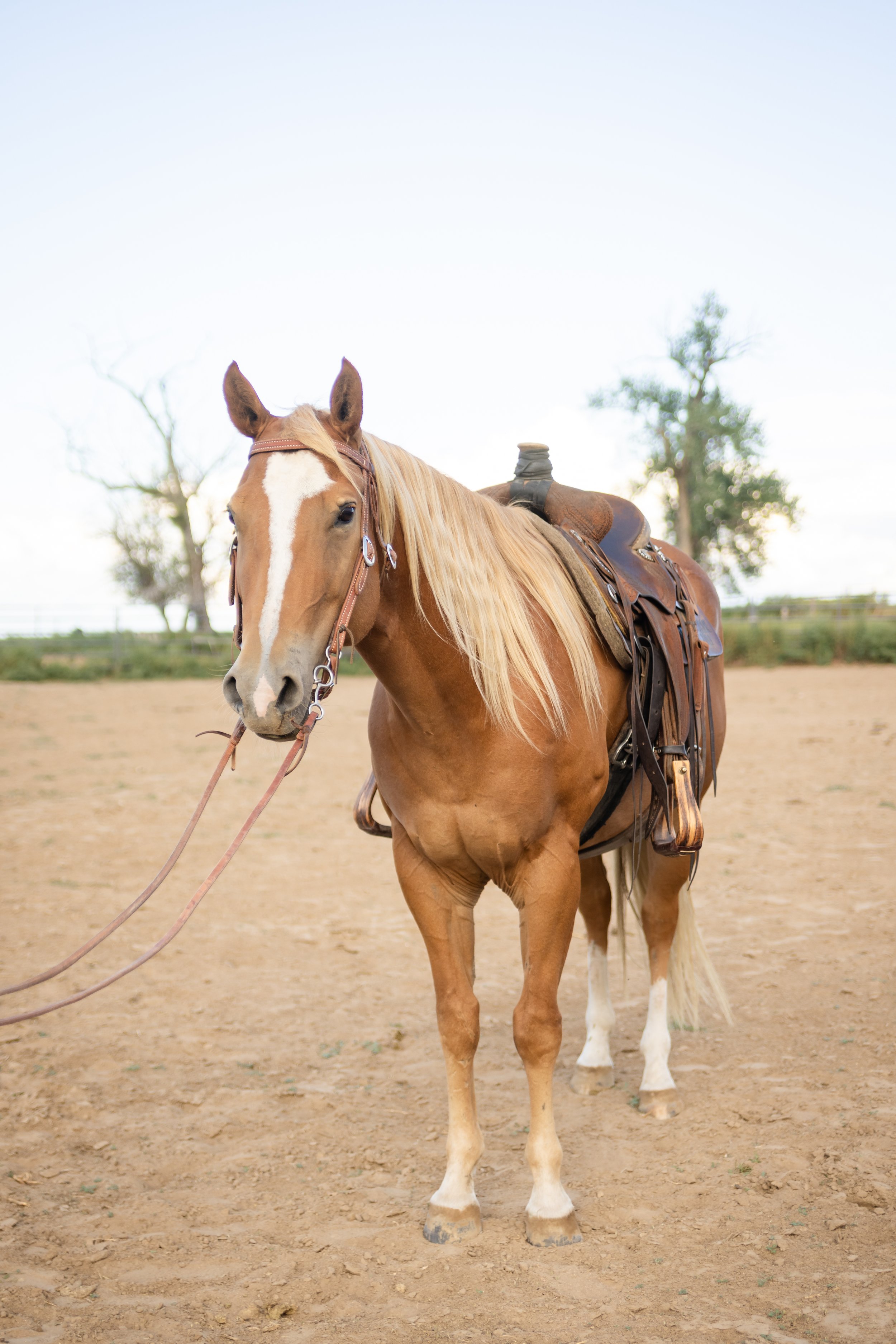 Honey25_BMR-0977.jpg