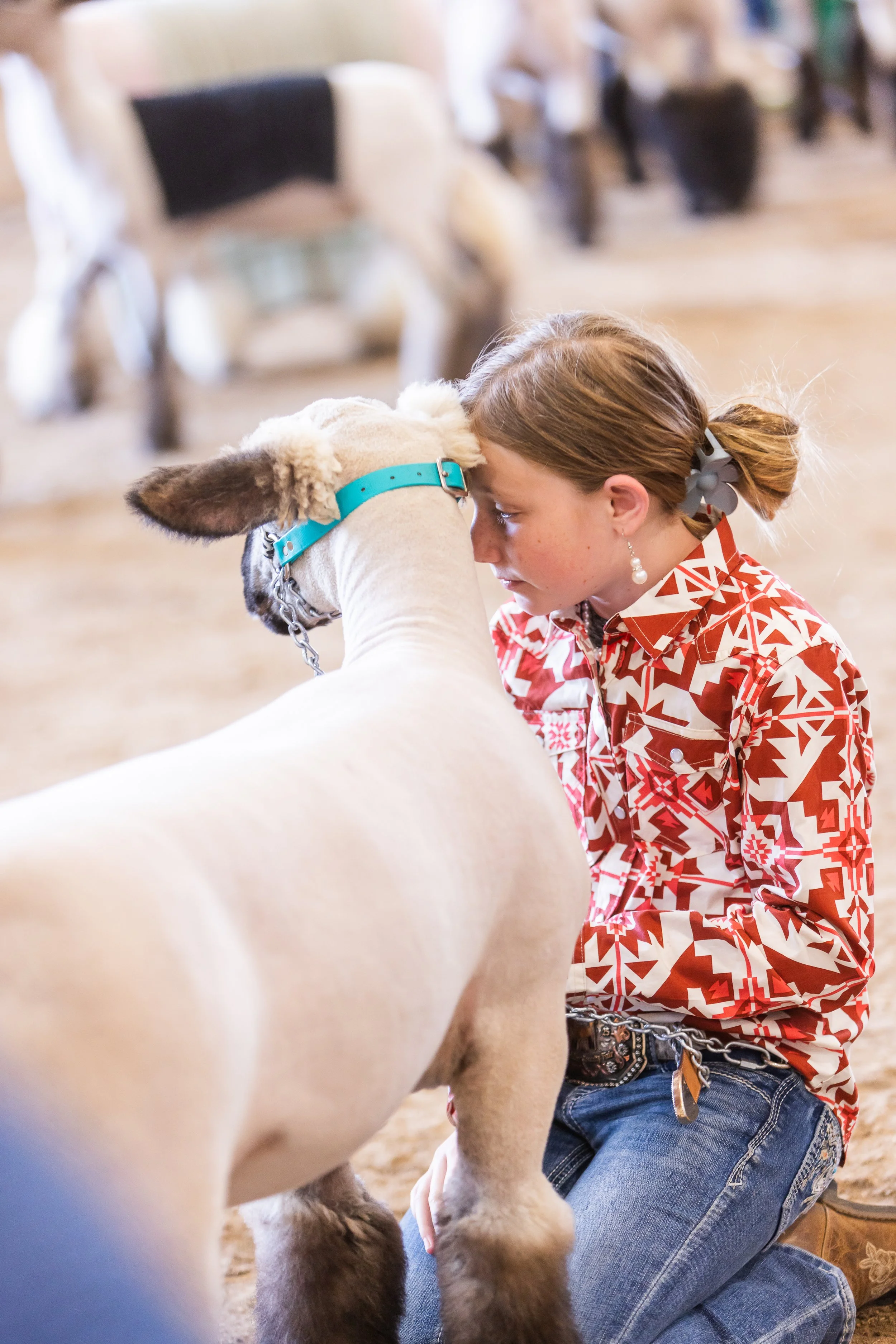 A girl with red hair tied back and wearing a red and white patterned shirt is kneeling next to a sheep, gently touching its woolly body, in what appears to be a barn or farm setting.