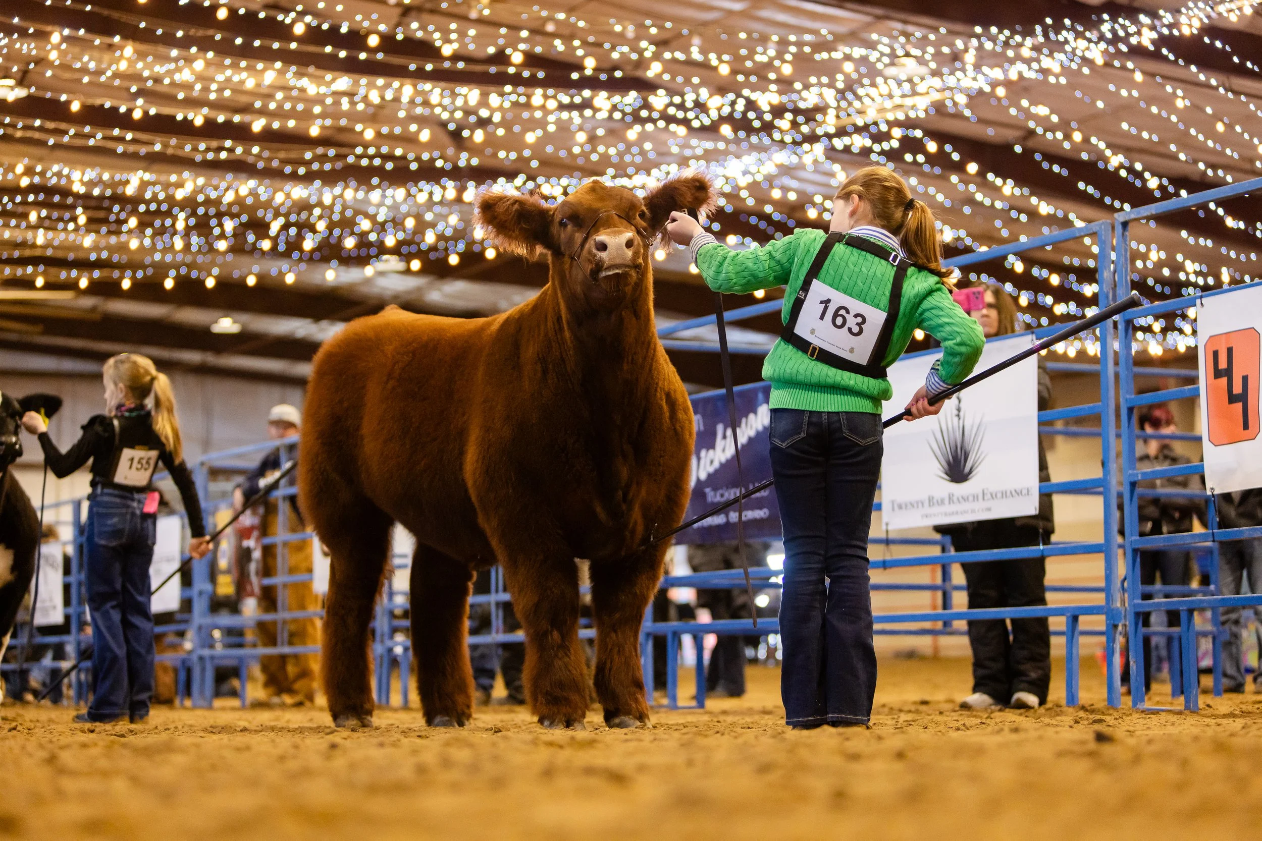 A girl in a green sweater shows a brown cow at a livestock show, with bright lights overhead and other participants in the background.