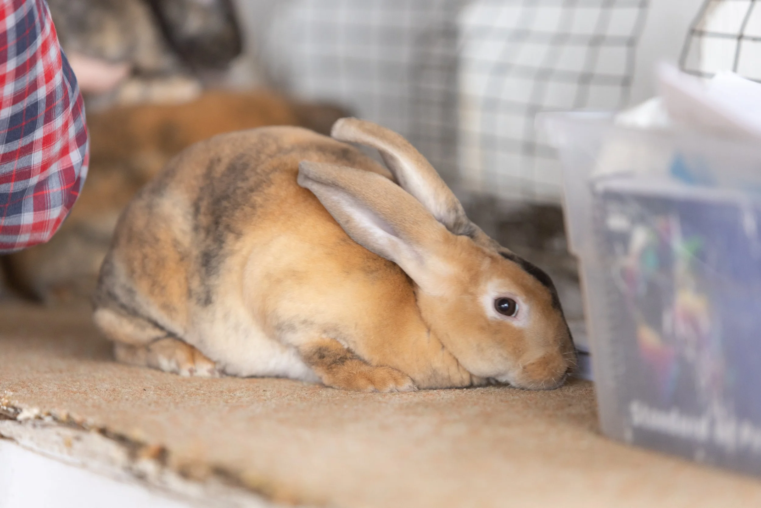 SEWCF24_RABBIT_BMR-8988.jpg