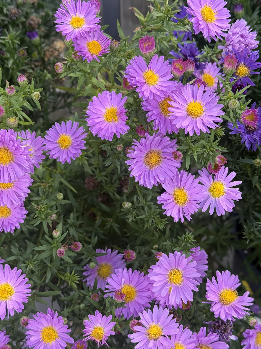 Pink and purple daisy-like flowers with yellow centers blooming among green leaves.