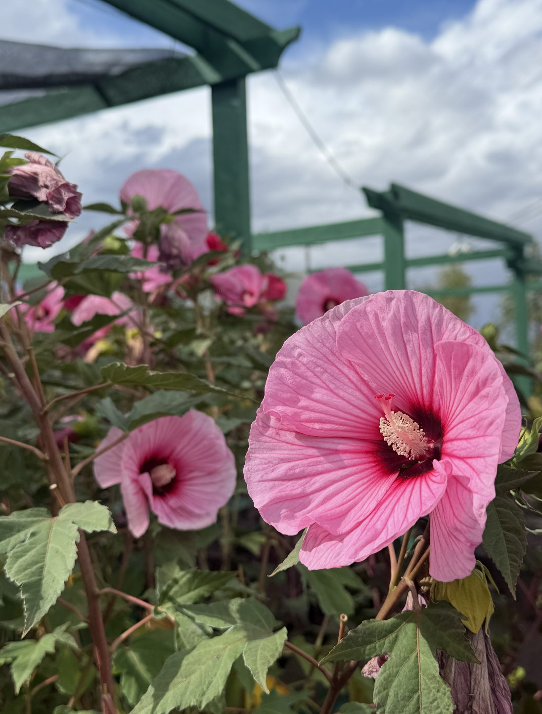 Close-up of pink hibiscus flowers with green leaves, greenhouse roof and cloudy sky in the background.