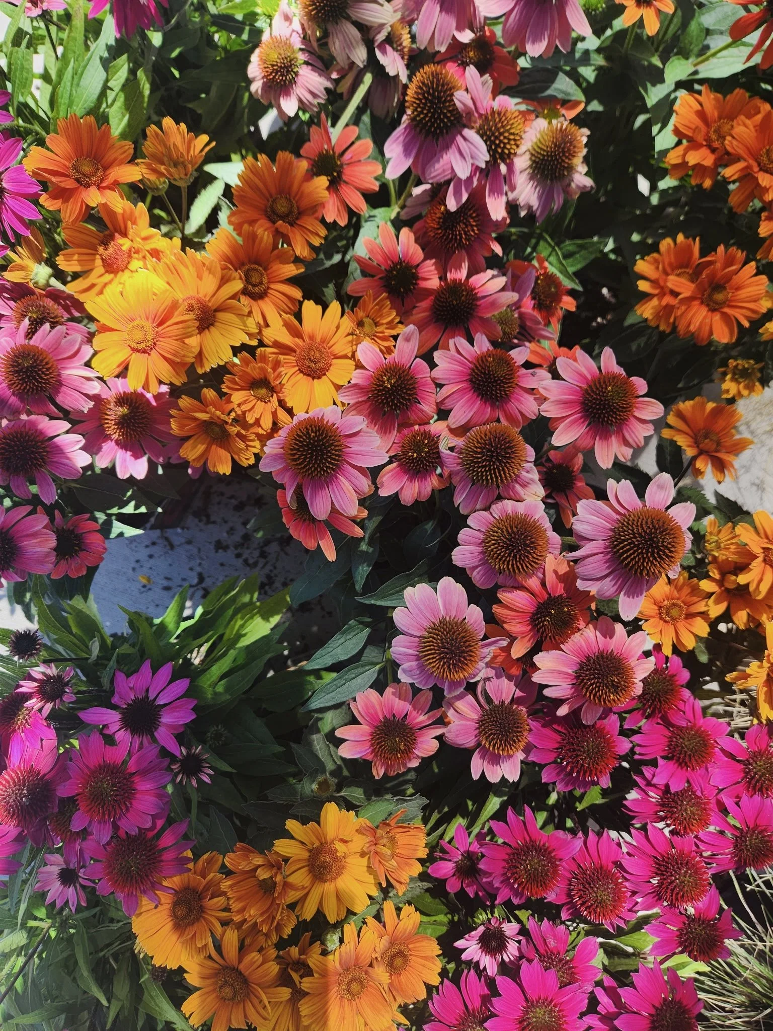 A vibrant collection of colorful flowers including pink, orange, and purple petals with dark centers, densely packed together in a garden setting.