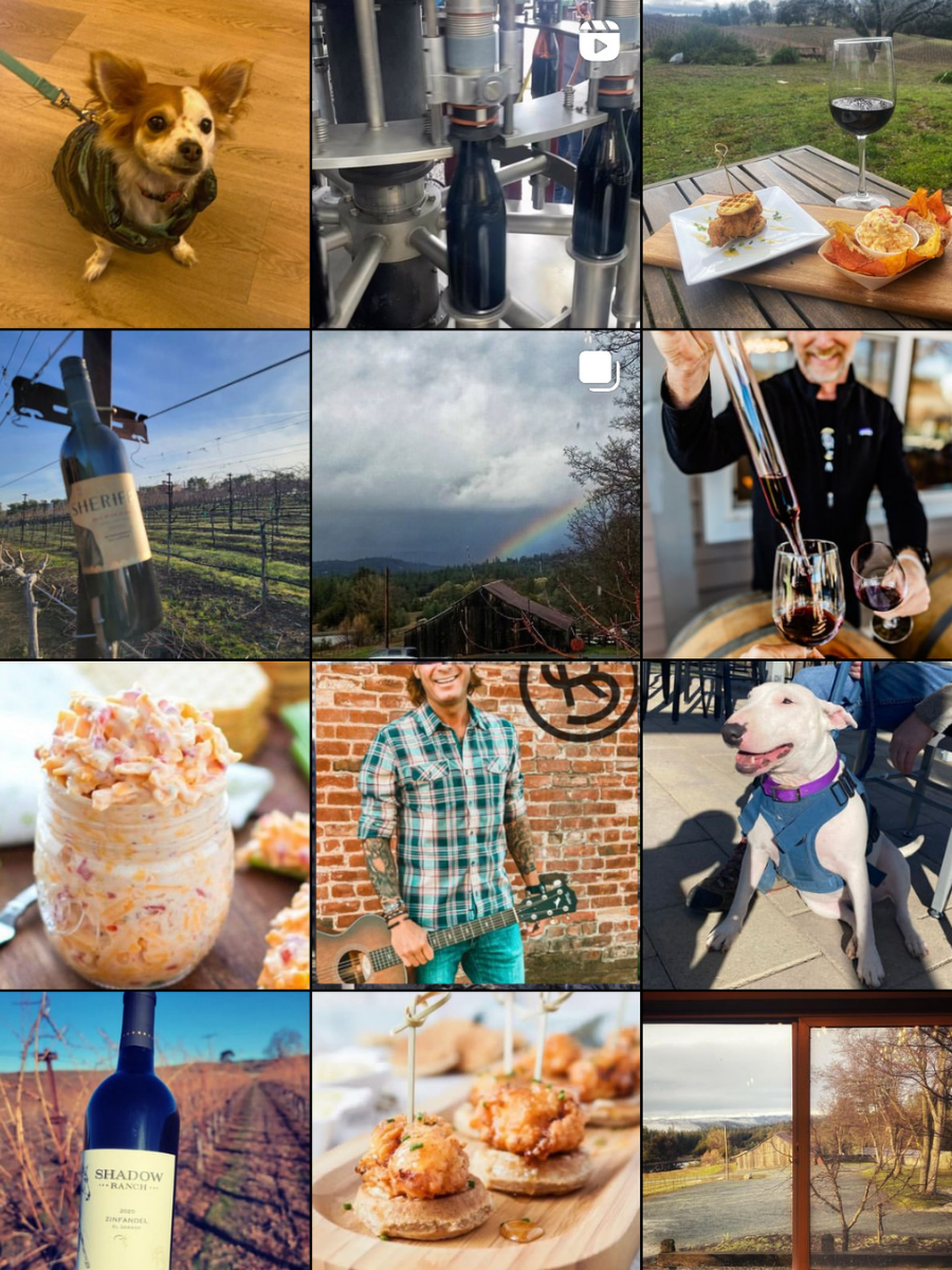 Collage of various images: a small dog in a harness, wine bottles being bottled, a wine glass with wine and a cheese platter, a vineyard with a wine bottle hanging, a rainbow over a landscape, a man pouring wine, a close-up of a creamy spread, a young man with a guitar outdoors, a white dog with a vest, a vineyard at sunset, hors d'oeuvres on a platter, a window view of a rural landscape.