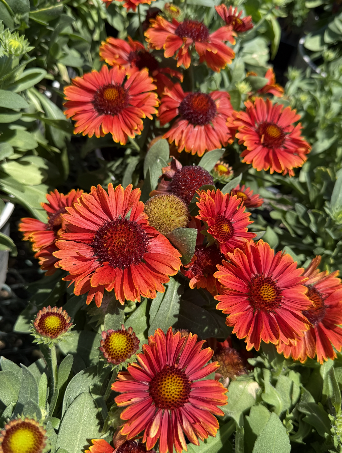 Cluster of vibrant orange and red flowers with dark centers surrounded by green foliage.