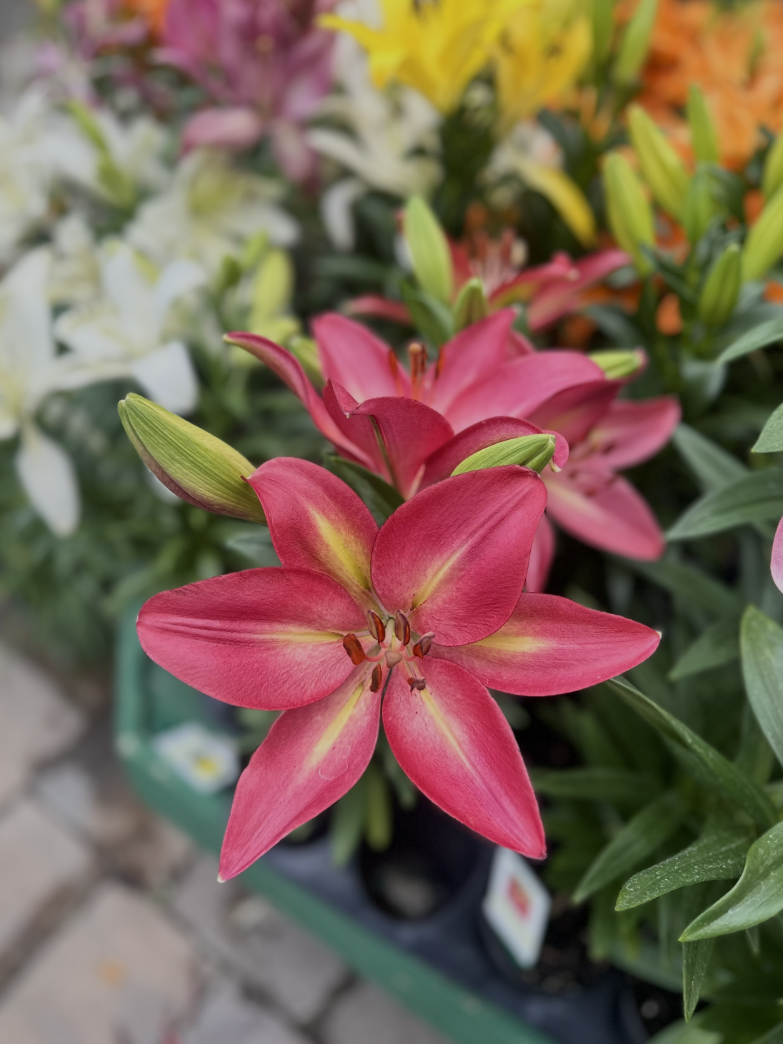 Close-up of pink lilies with yellow accents.