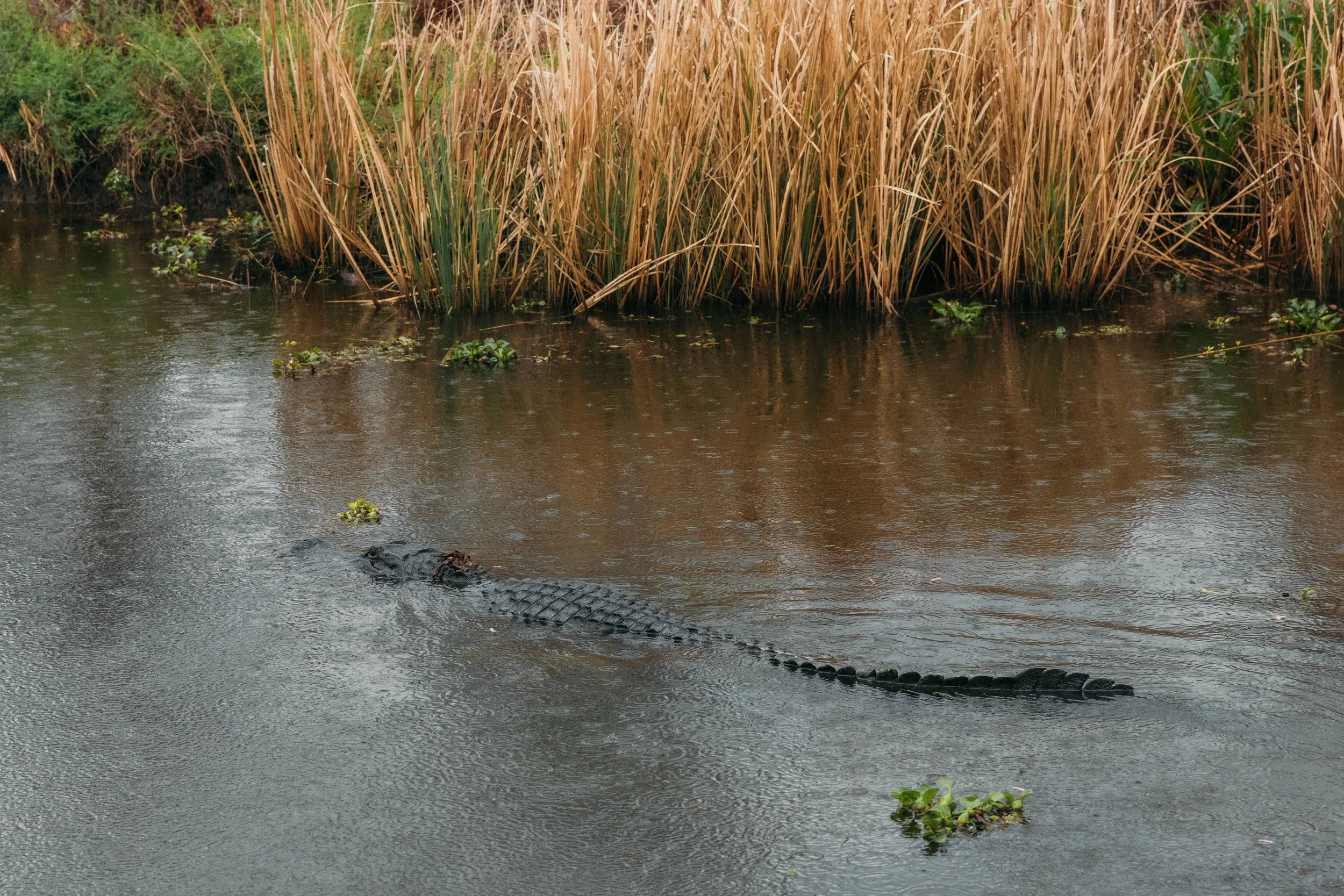 Jean-Lafitte_swamp-5802.jpg