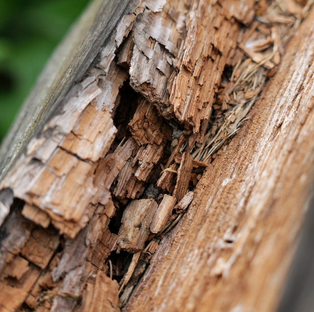 weathered deck boards showing dark spongy decay near post base