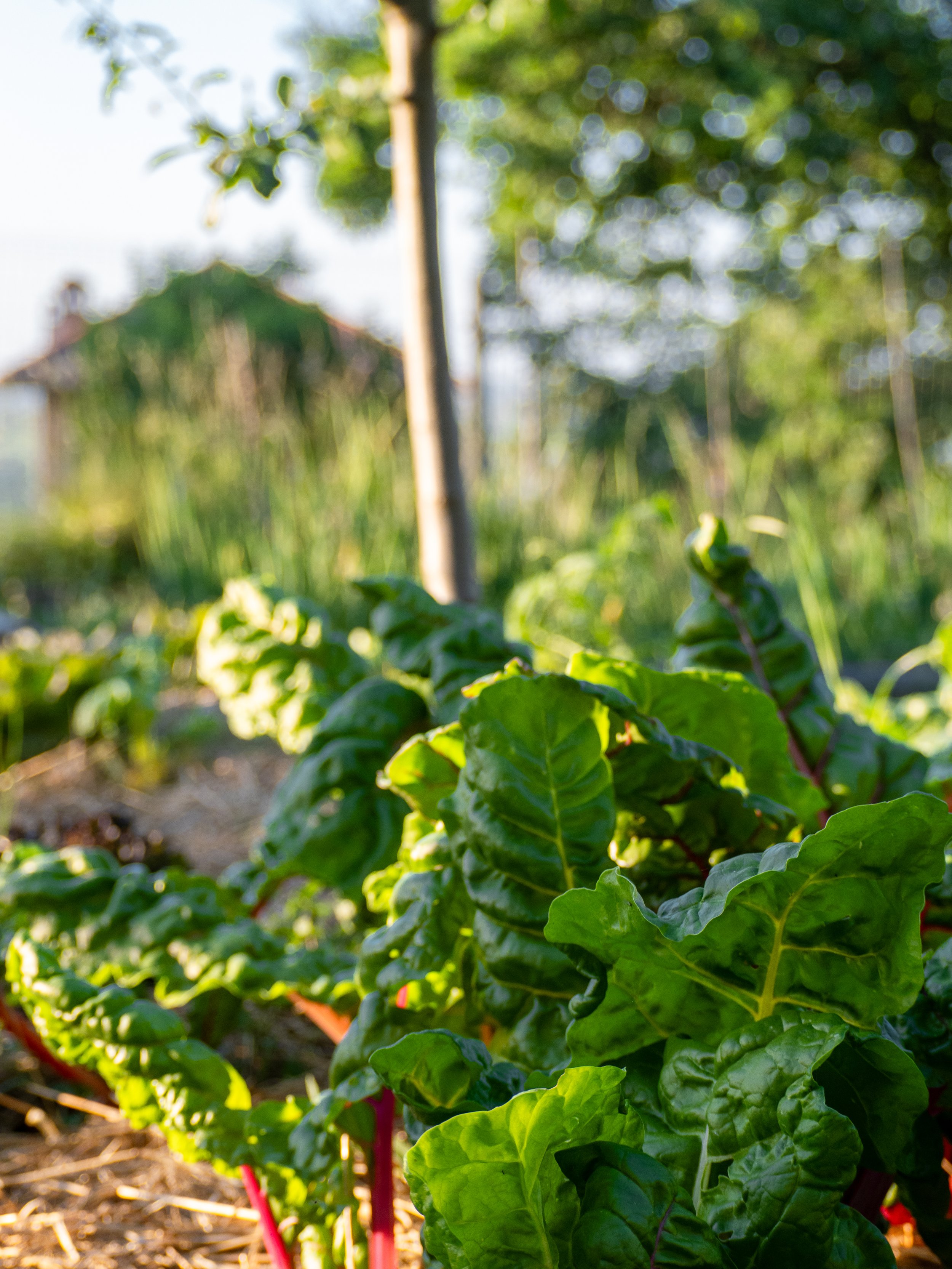 Verdure di insalata con foglie verdi e gambi rossi in un giardino soleggiato.