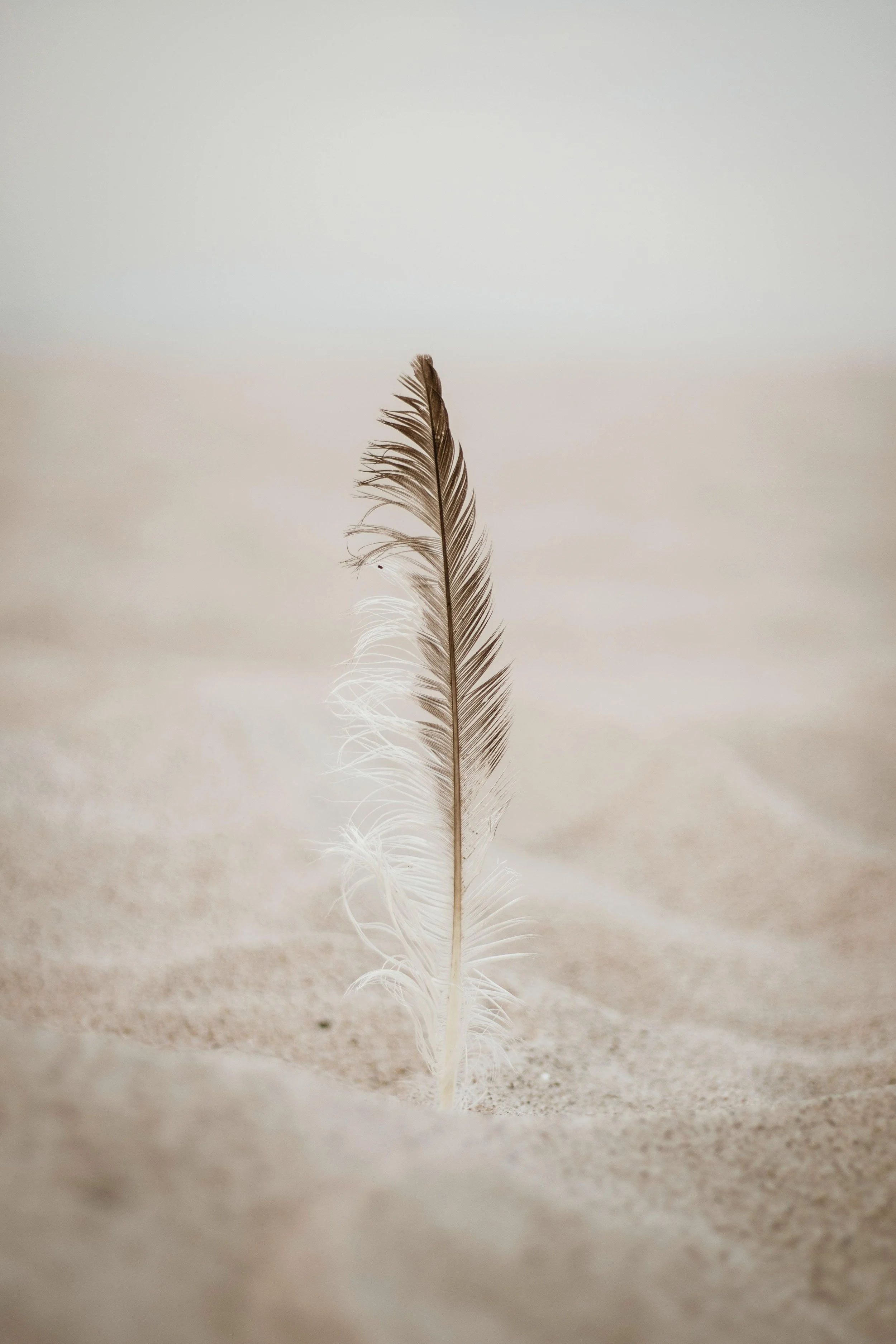 La plume corrige vos manuscrits avec précision et attention