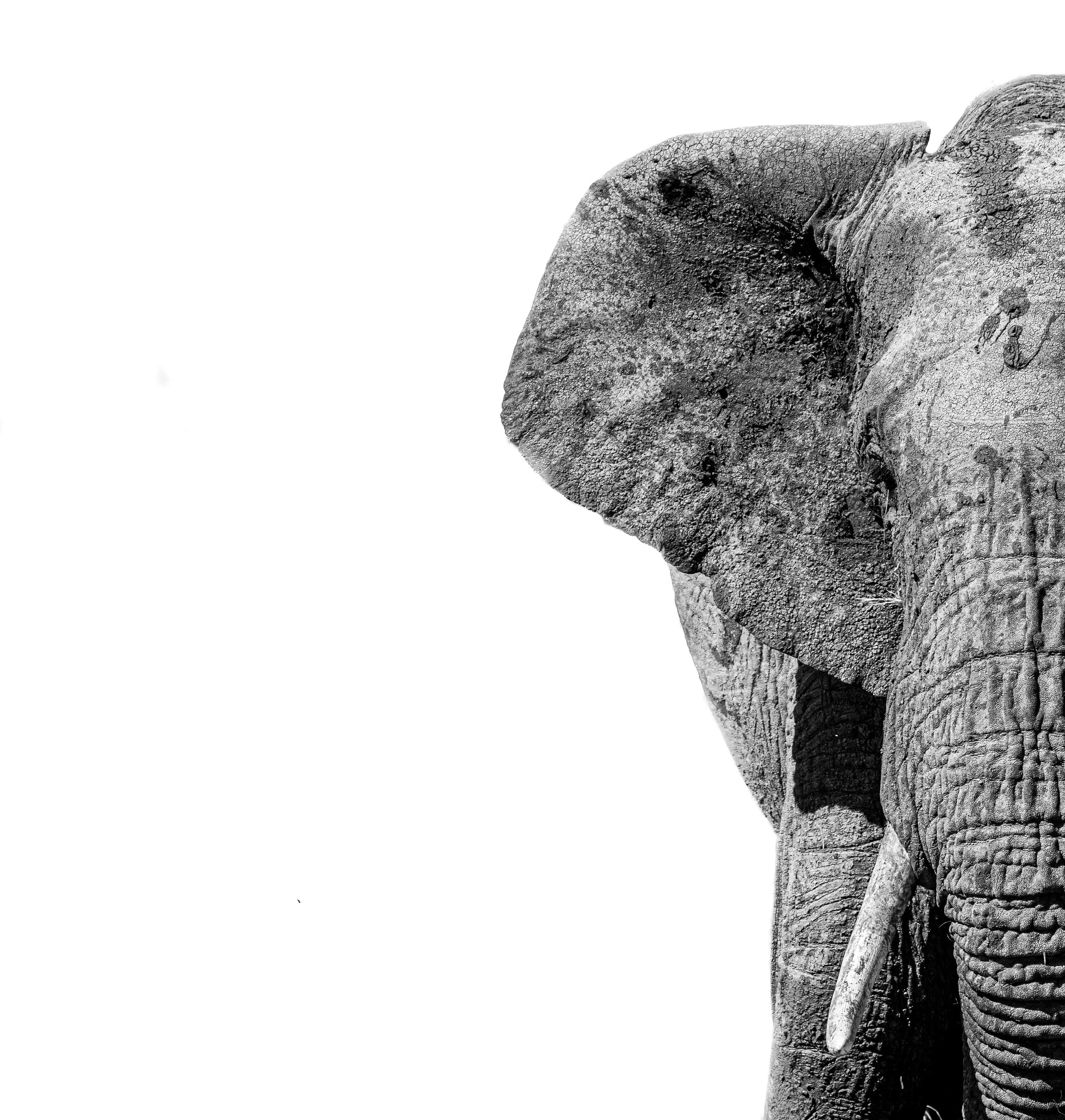 Agence éditoriale La Plume et l'Éléphant