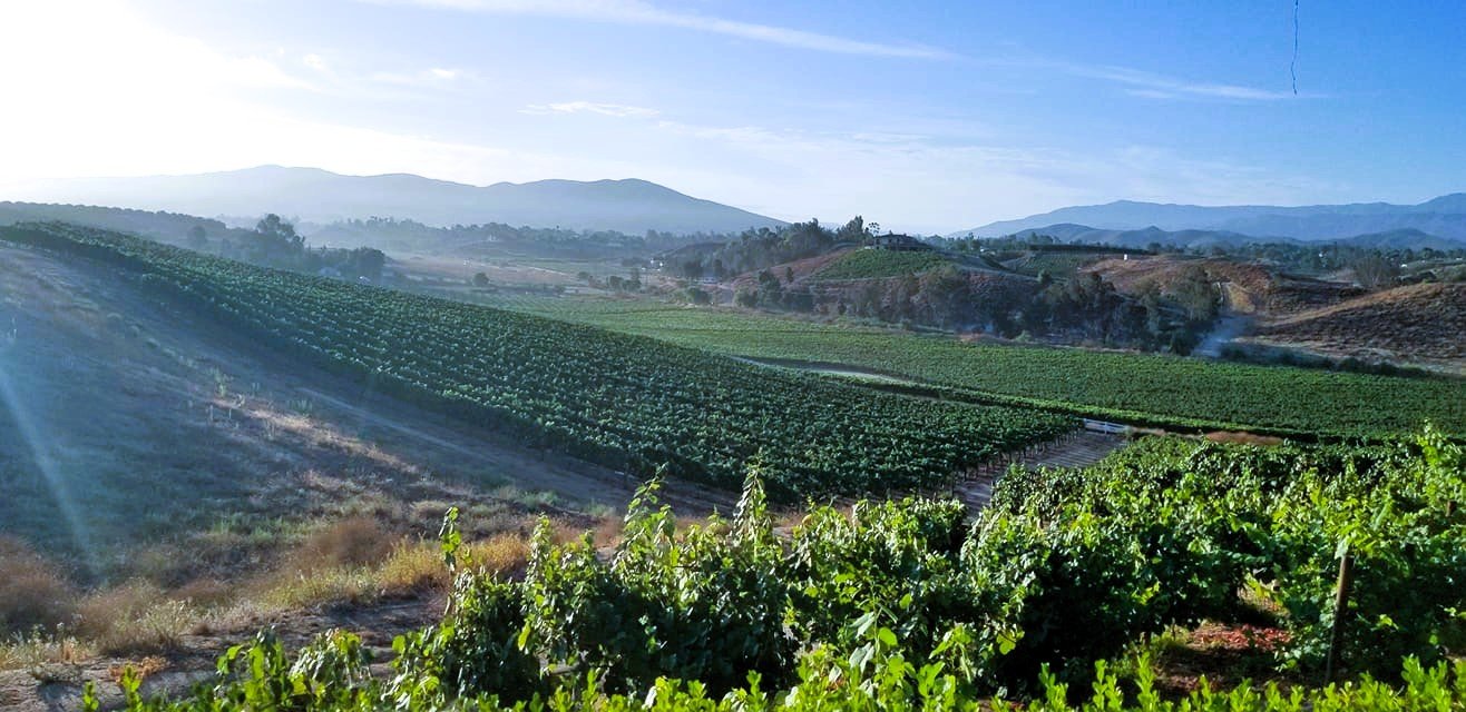 Scenic view of green vineyards on rolling hills with mountains in the background under a blue sky.