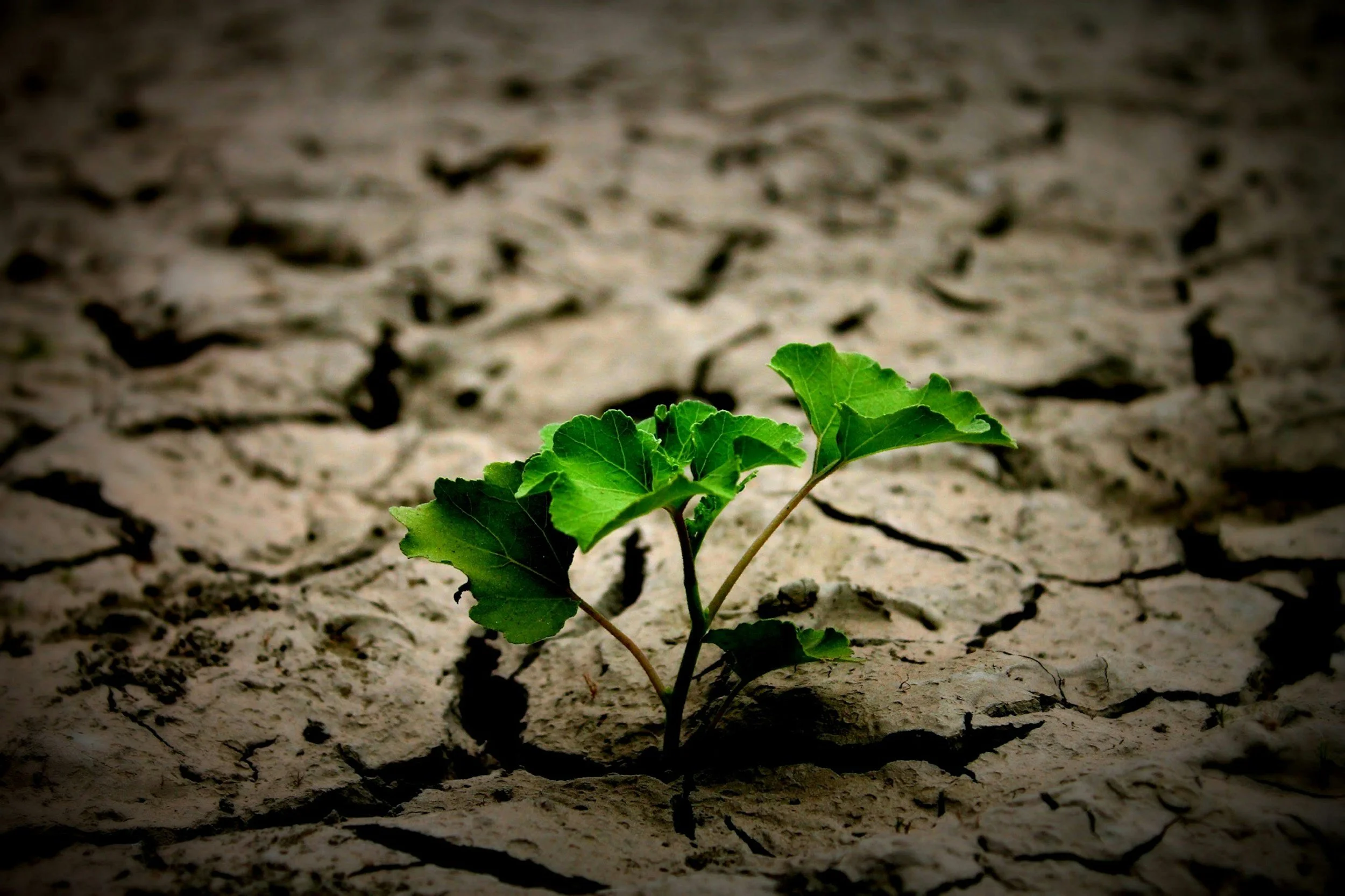 A young green plant with broad leaves growing in cracked, dry soil.