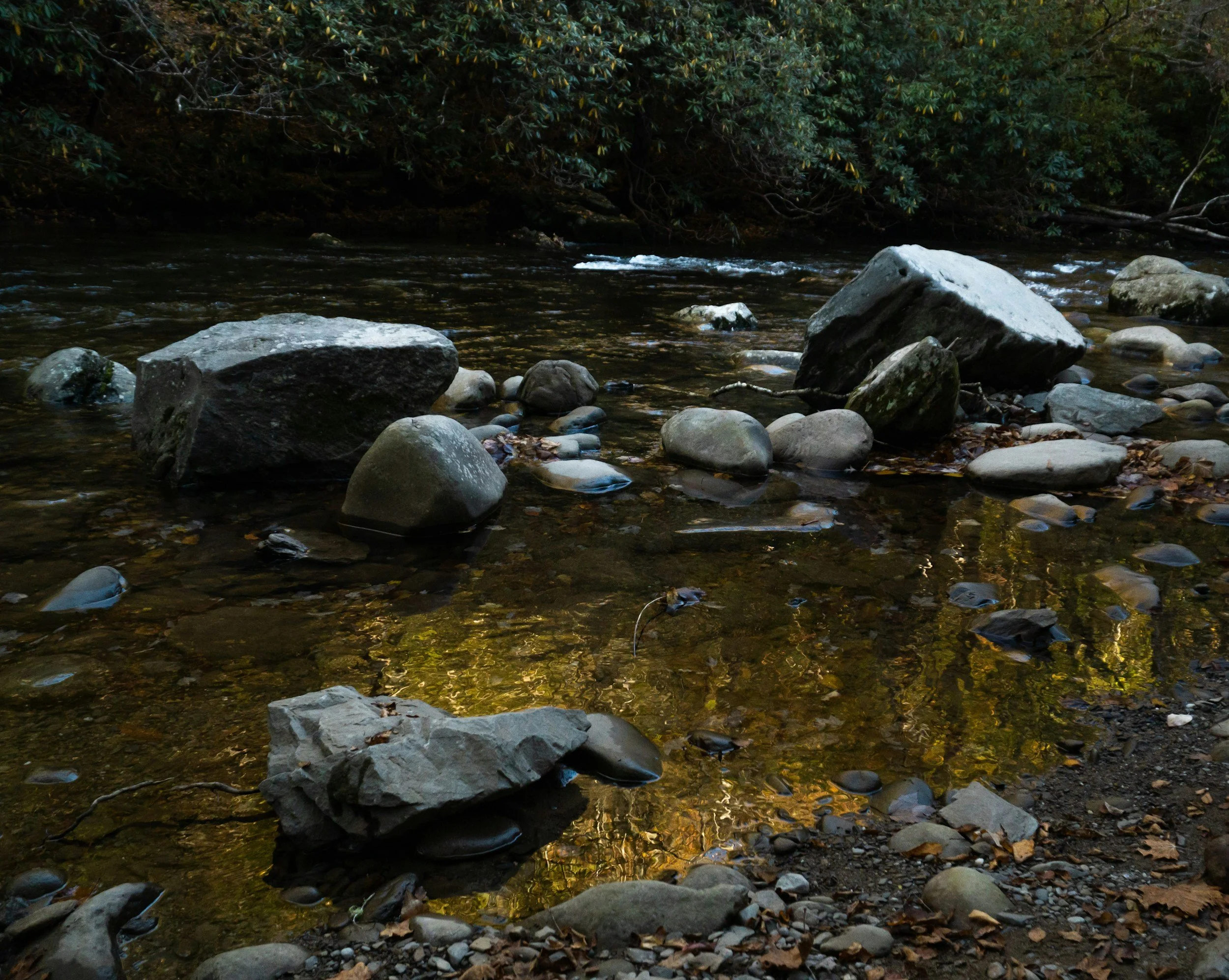 A shallow river with multiple rocks and stones of varying sizes, with green leafy bushes overhanging from the bank in the background.