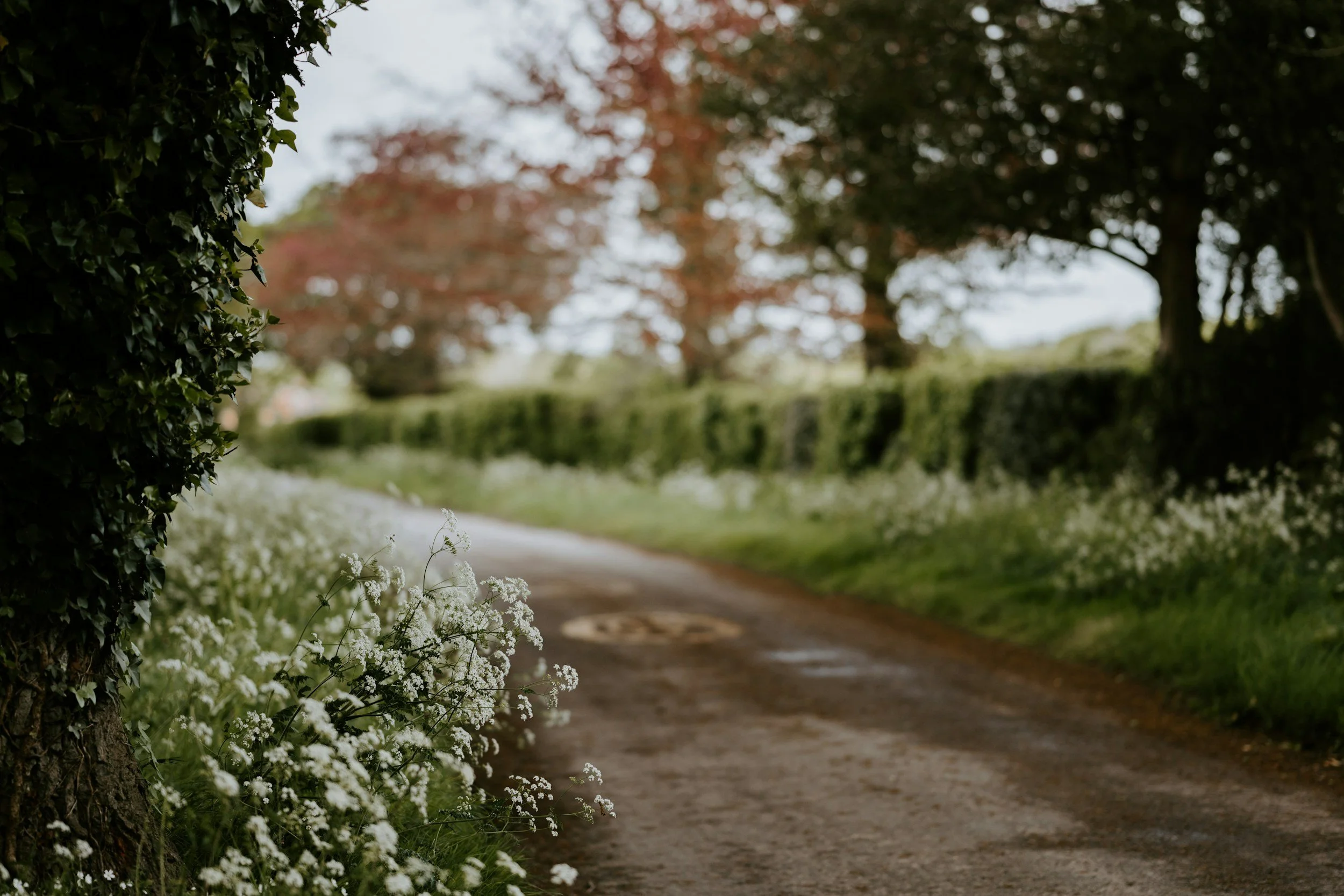 A dirt walking trail bordered by white flowers and dense green bushes on the left, with trees in the background, some with reddish leaves, and a cloudy sky above.